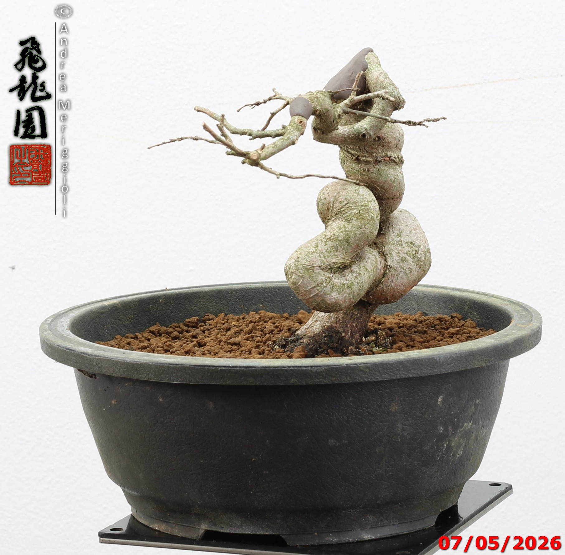 Carpinus turczaninowii shohin - Image 3