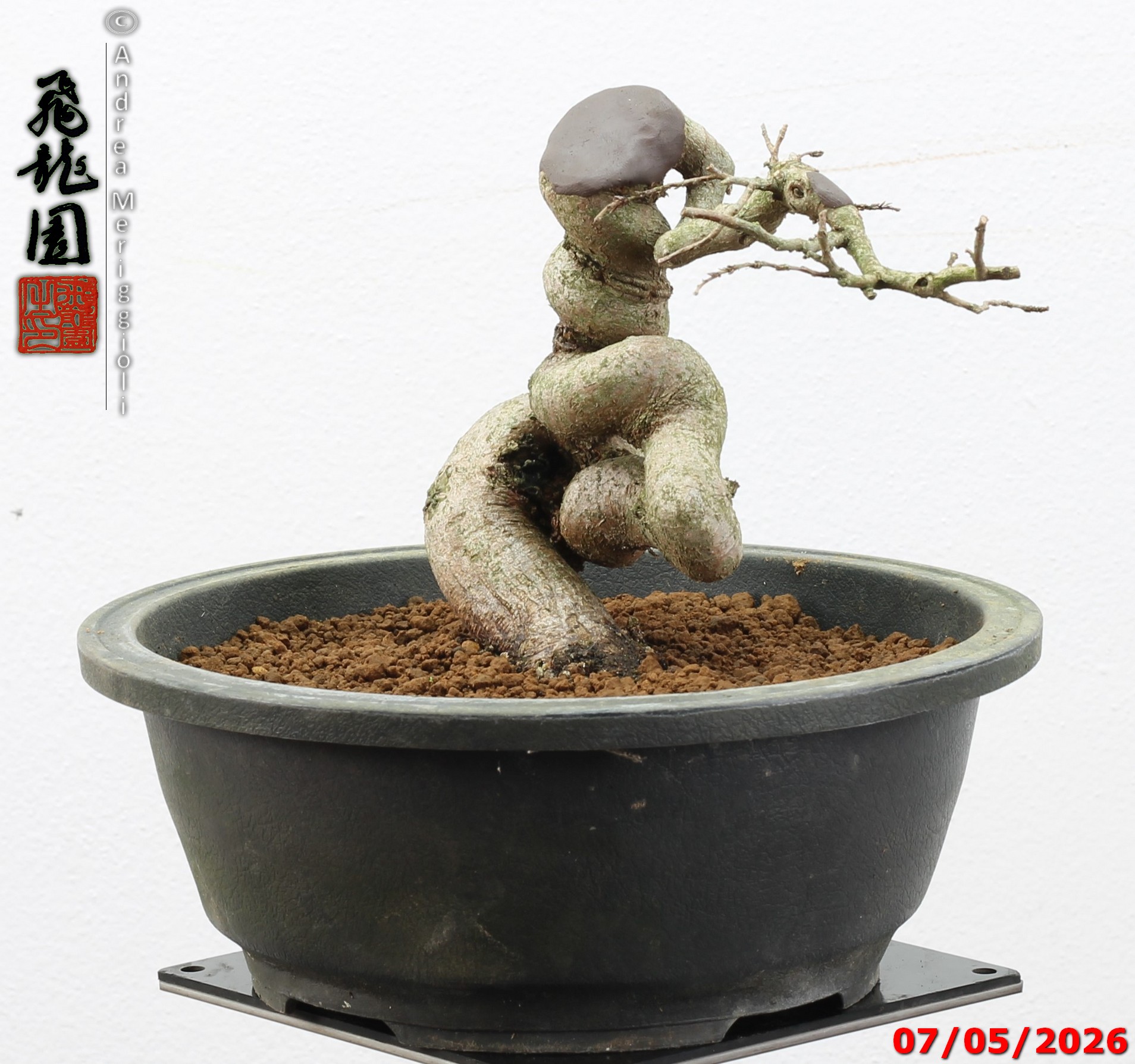 Carpinus turczaninowii shohin - Image 2