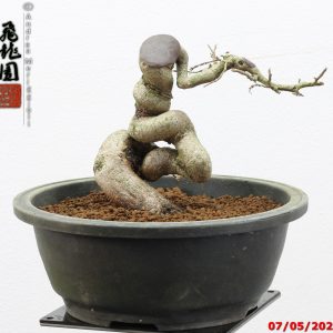 Carpinus turczaninowii shohin