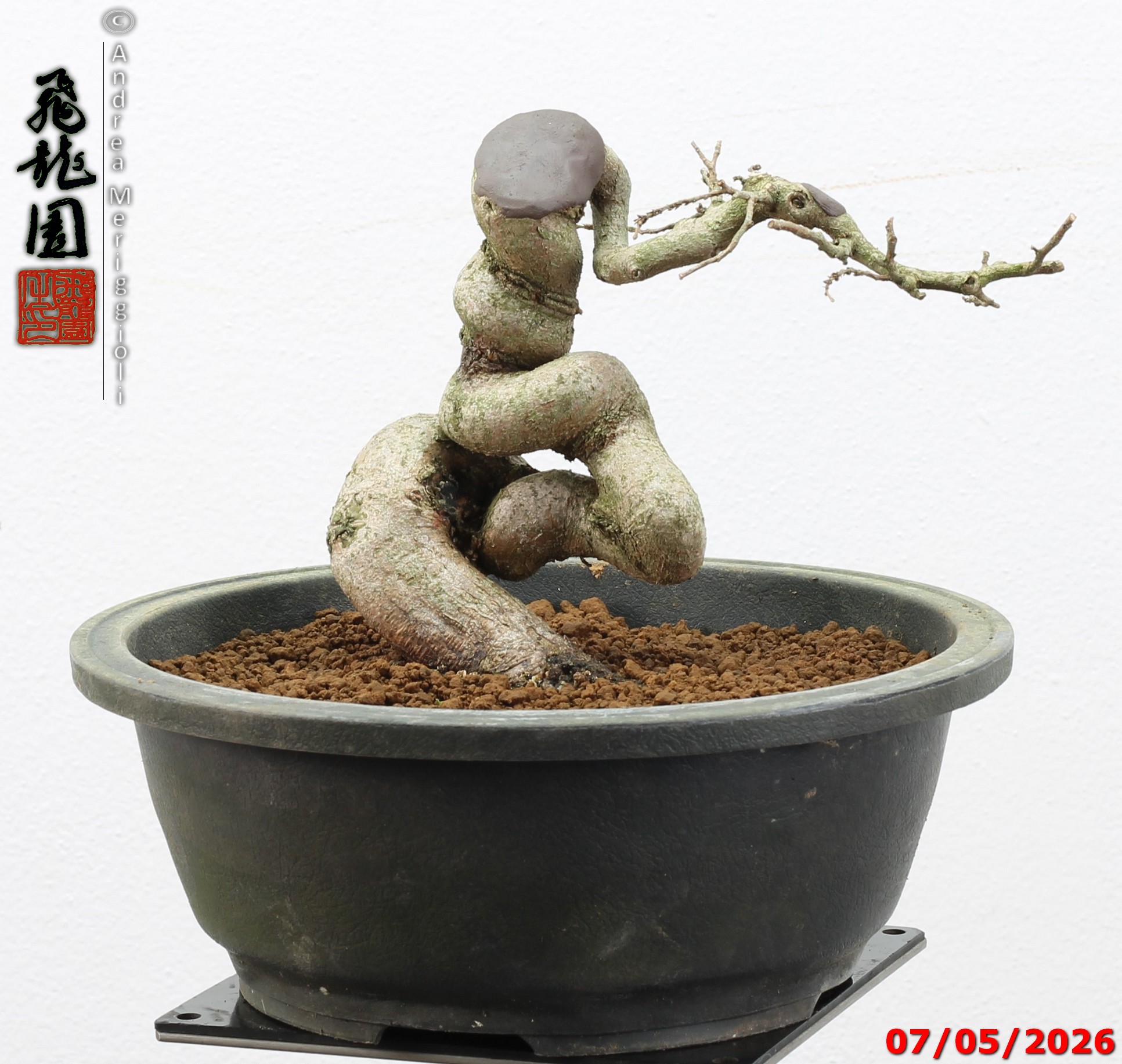 Carpinus turczaninowii shohin