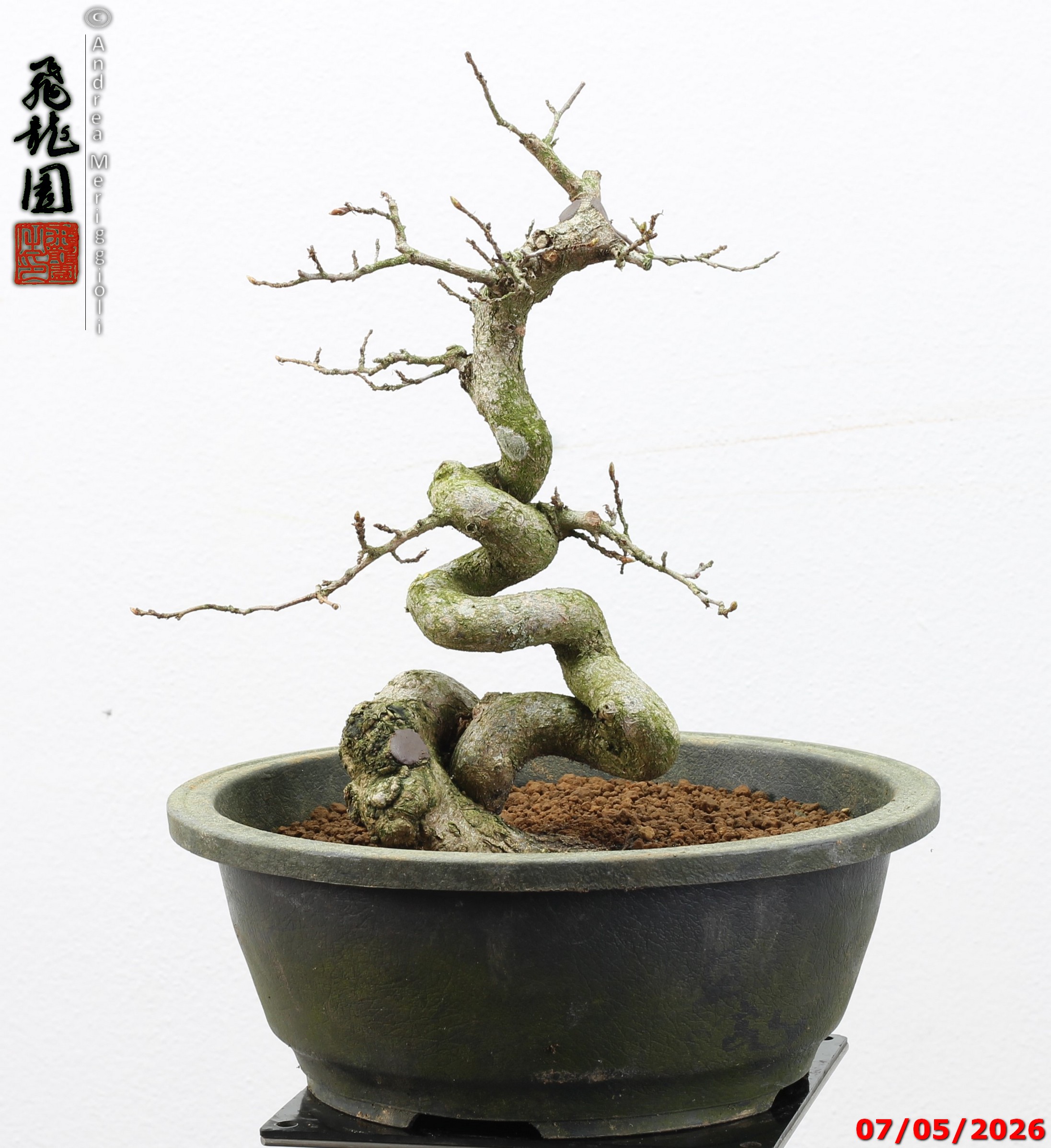 Carpinus turczaninowii - Image 12