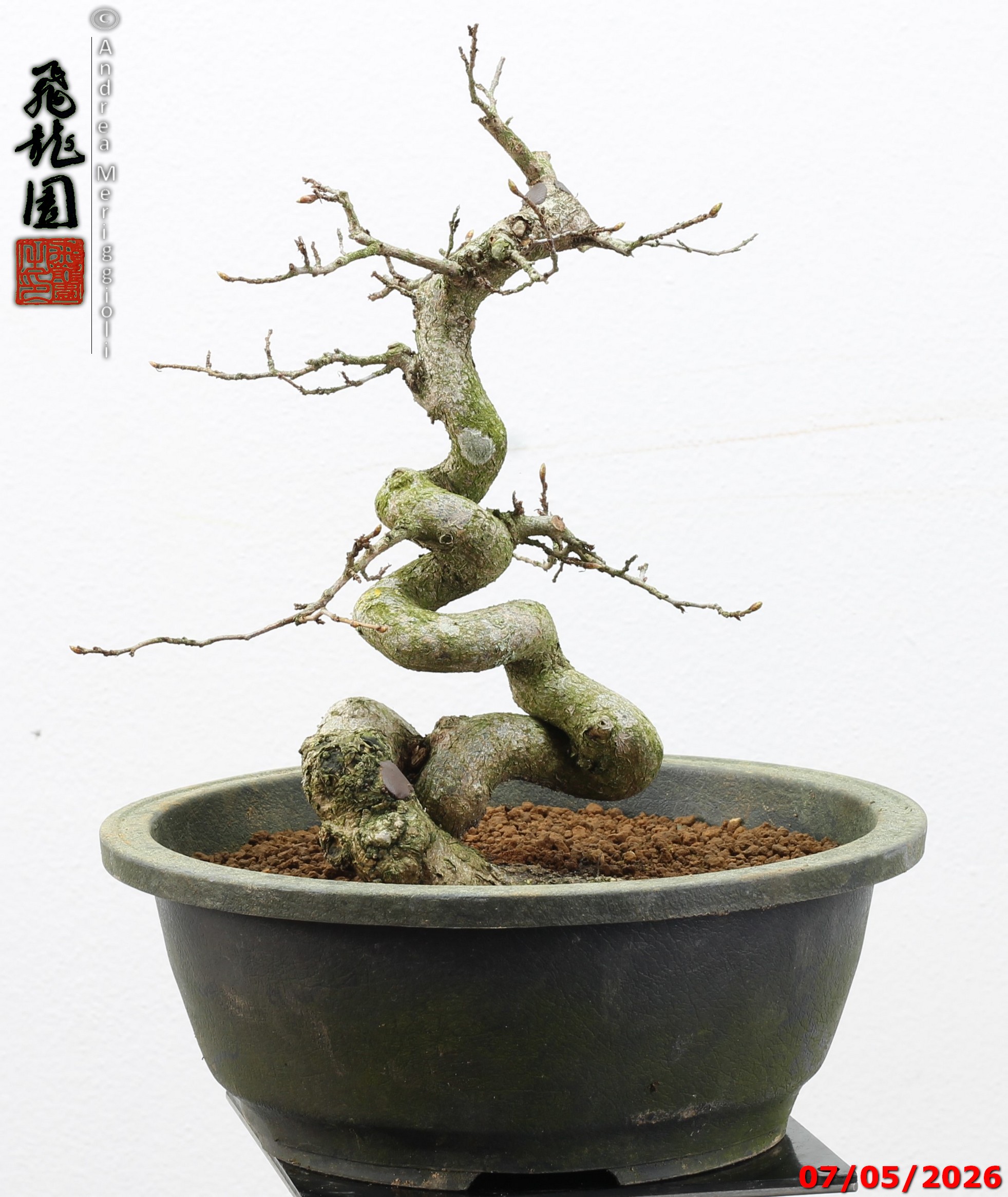 Carpinus turczaninowii - Image 11