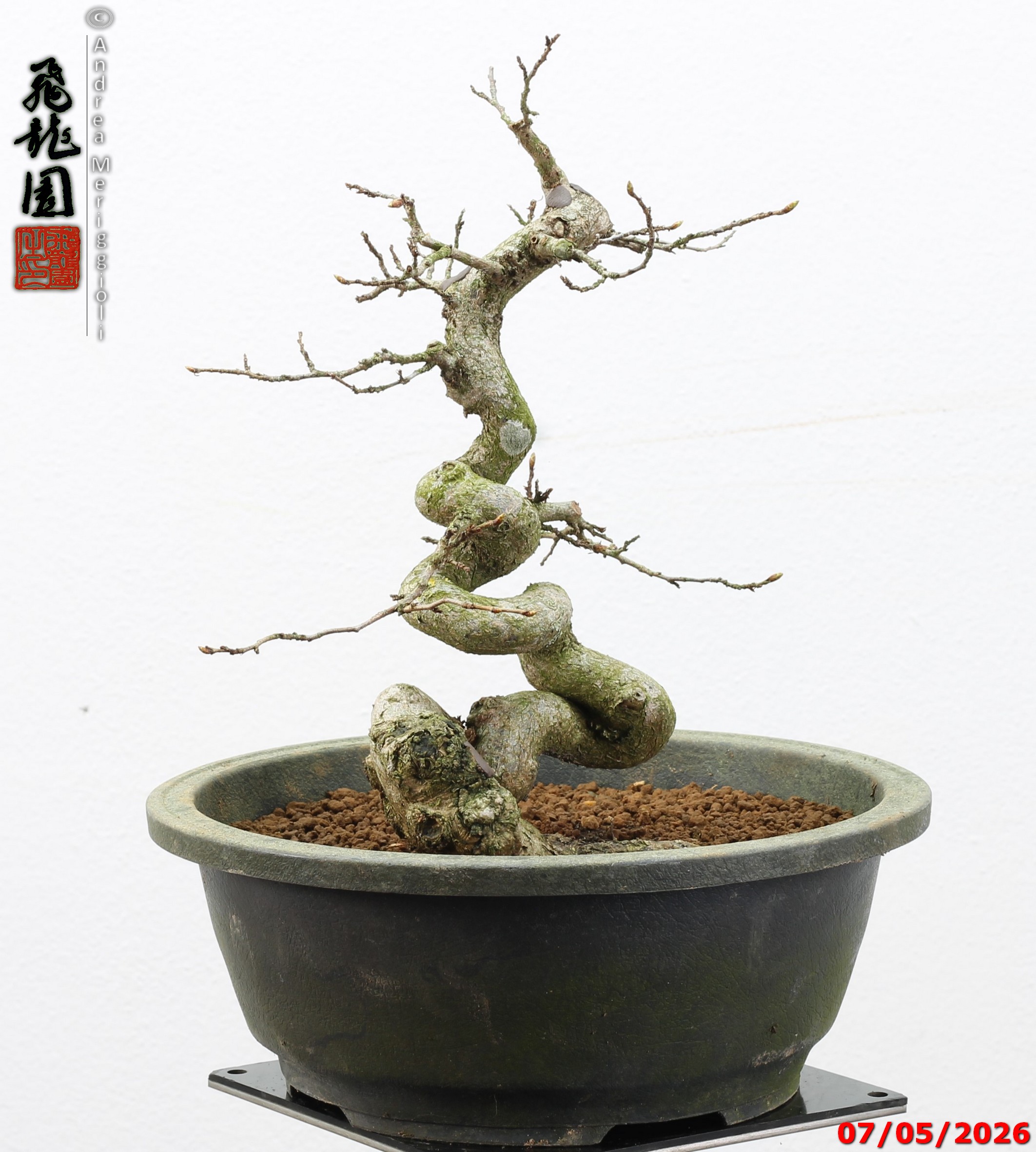 Carpinus turczaninowii - Image 10