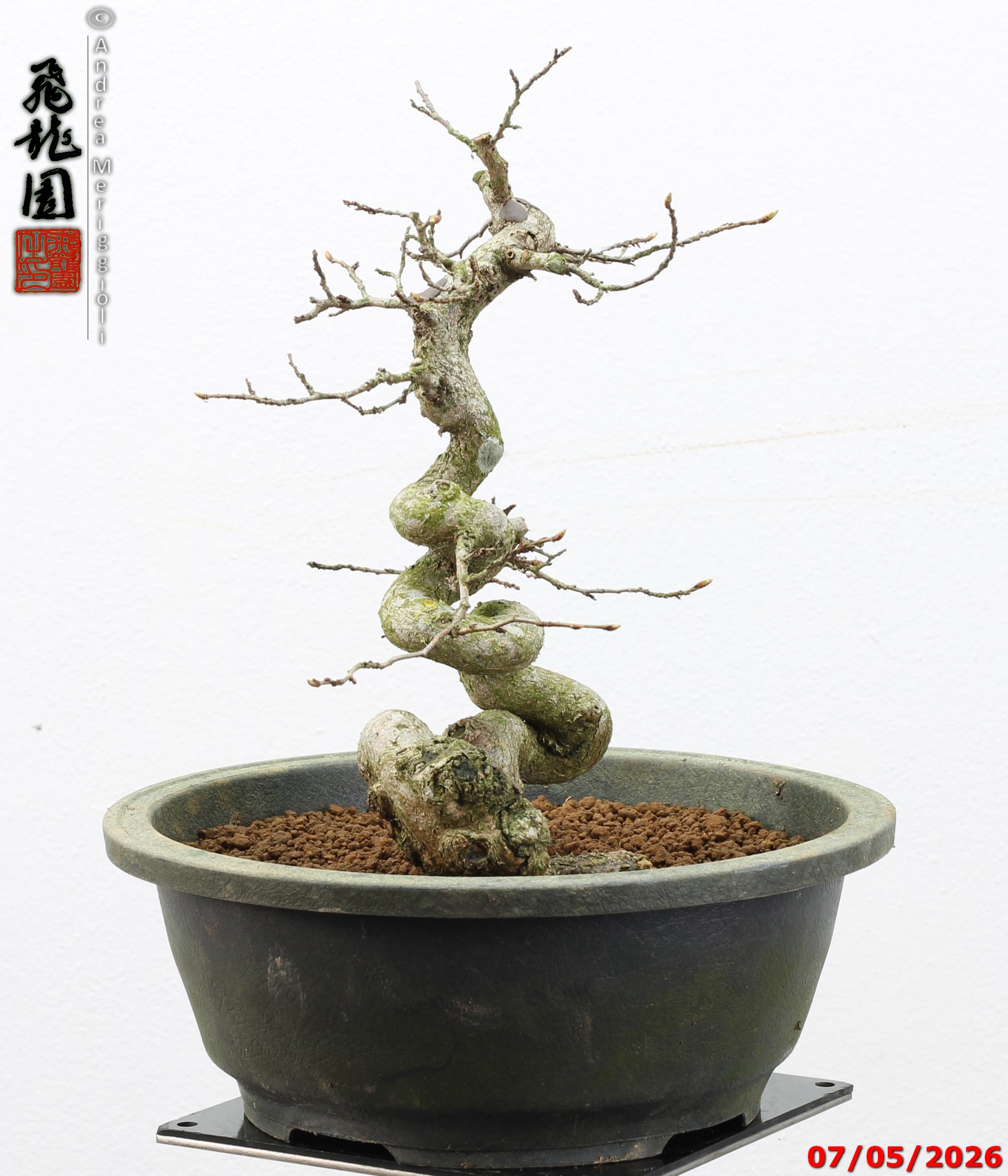 Carpinus turczaninowii - Image 9