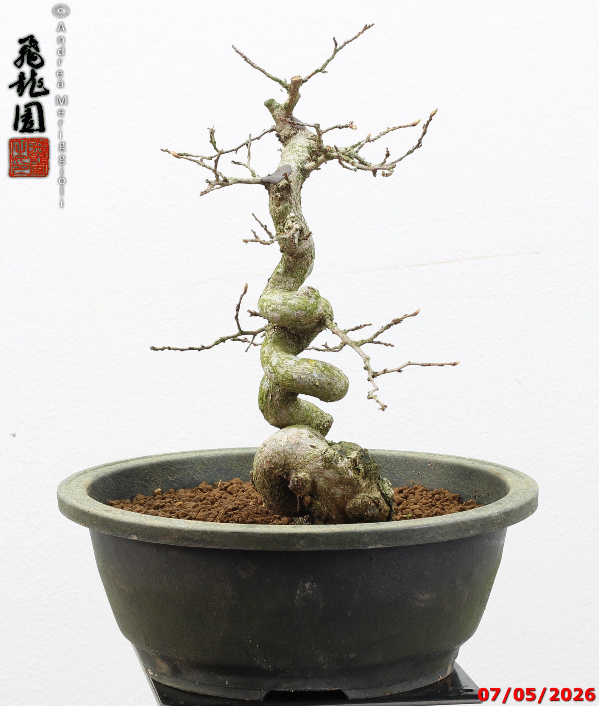 Carpinus turczaninowii - Image 8