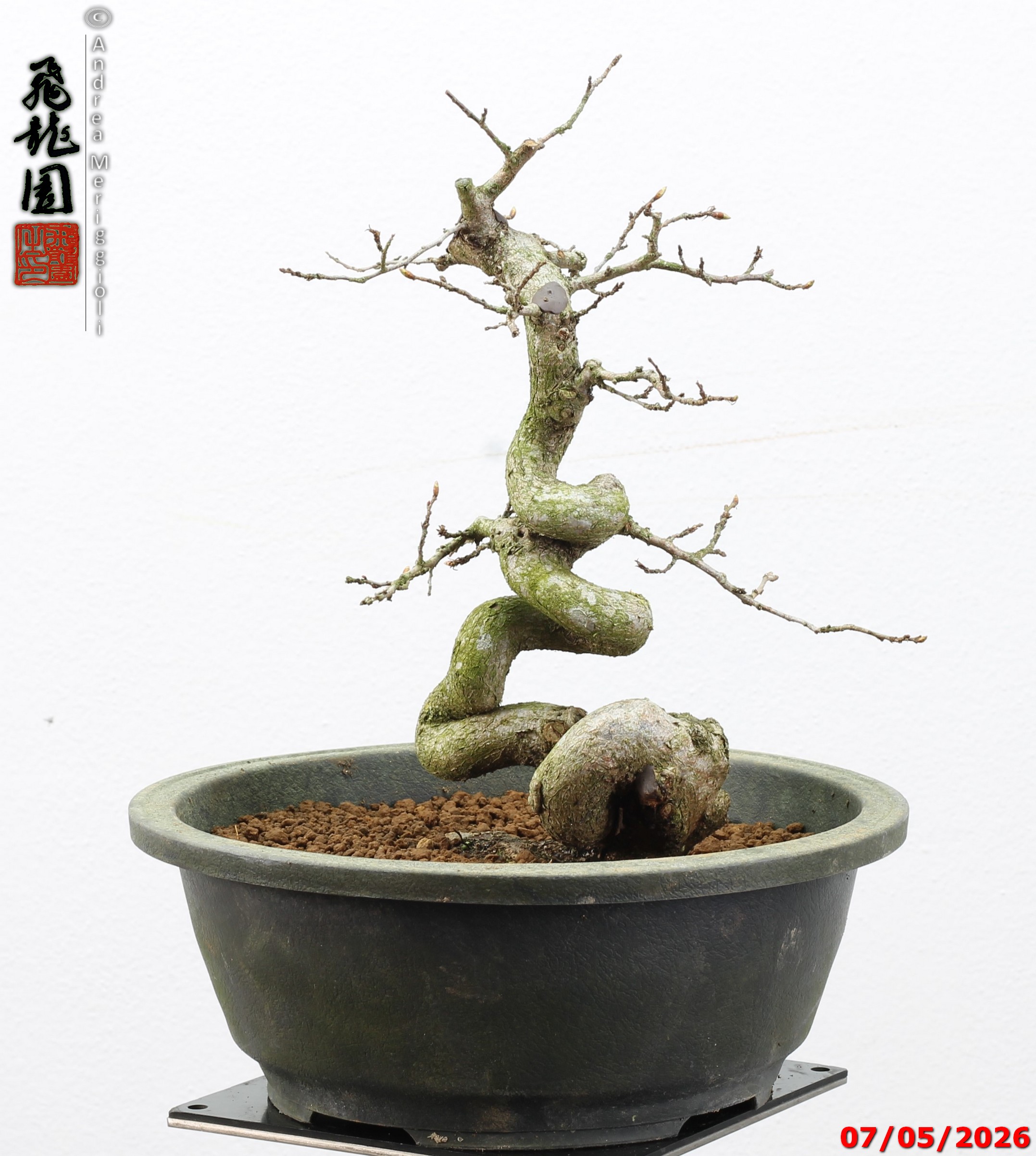 Carpinus turczaninowii - Image 7
