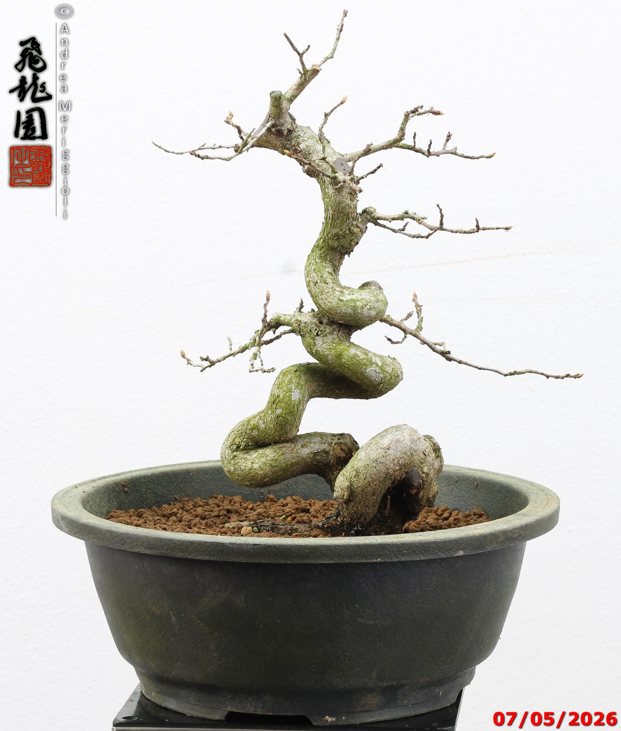 Carpinus turczaninowii - Image 6
