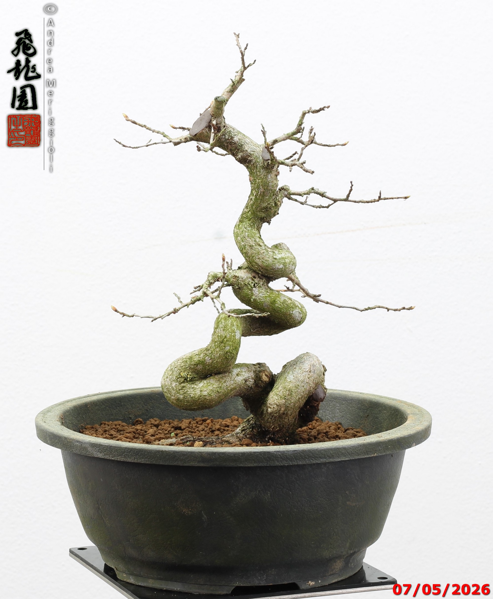 Carpinus turczaninowii - Image 5