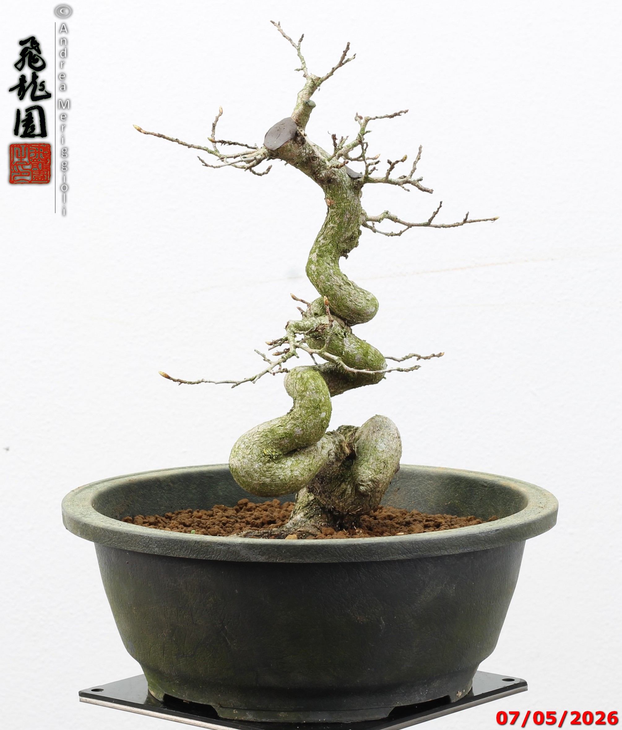 Carpinus turczaninowii - Image 4