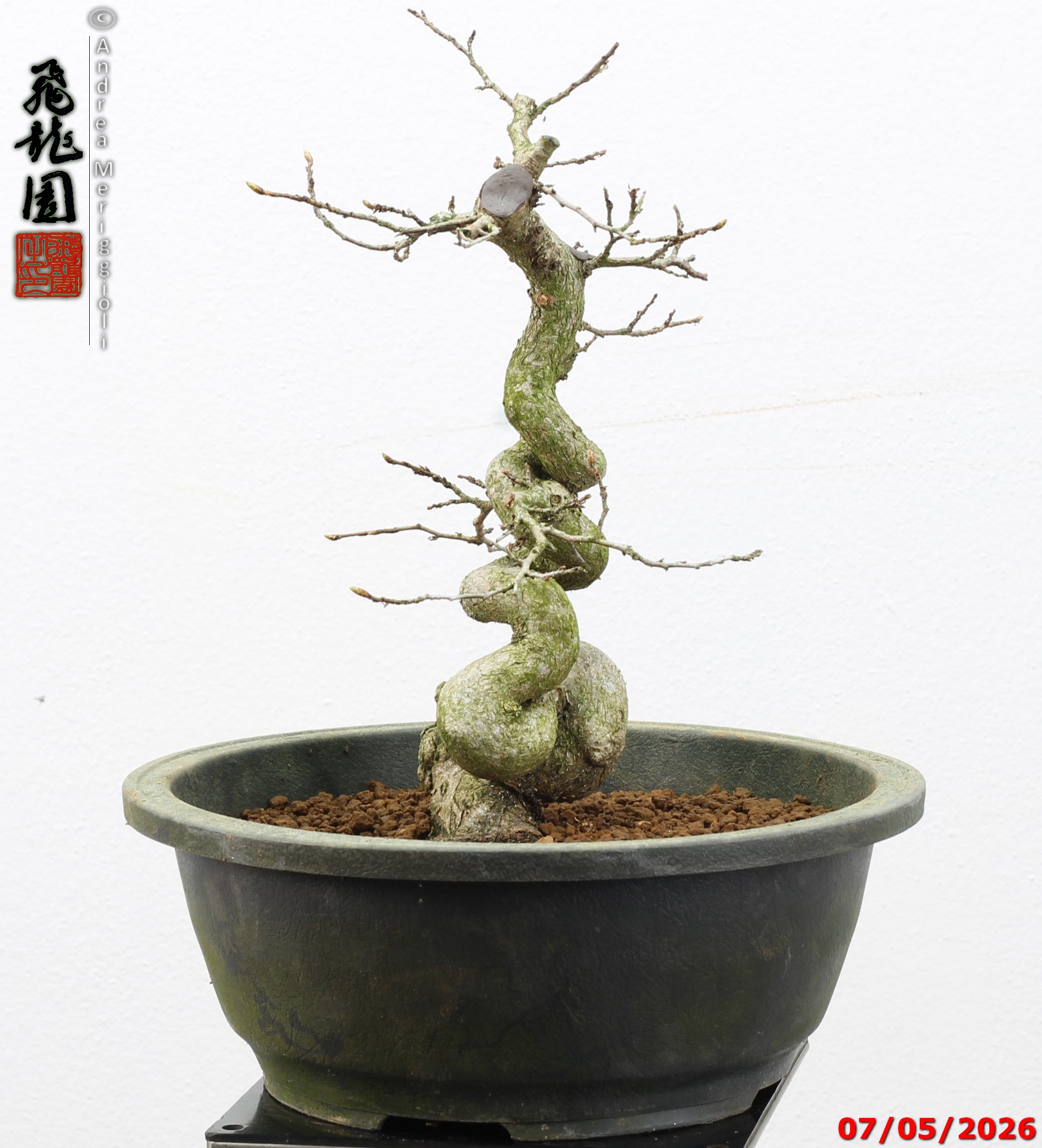 Carpinus turczaninowii - Image 3