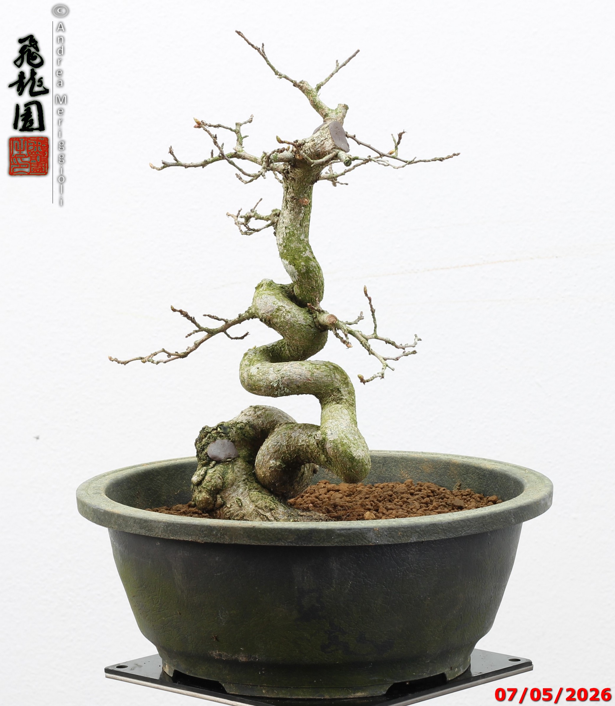 Carpinus turczaninowii - Image 2