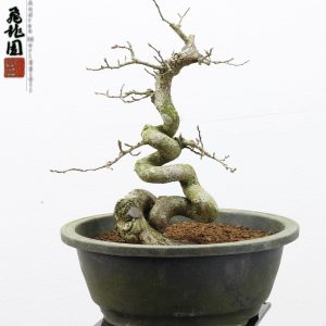 Carpinus turczaninowii