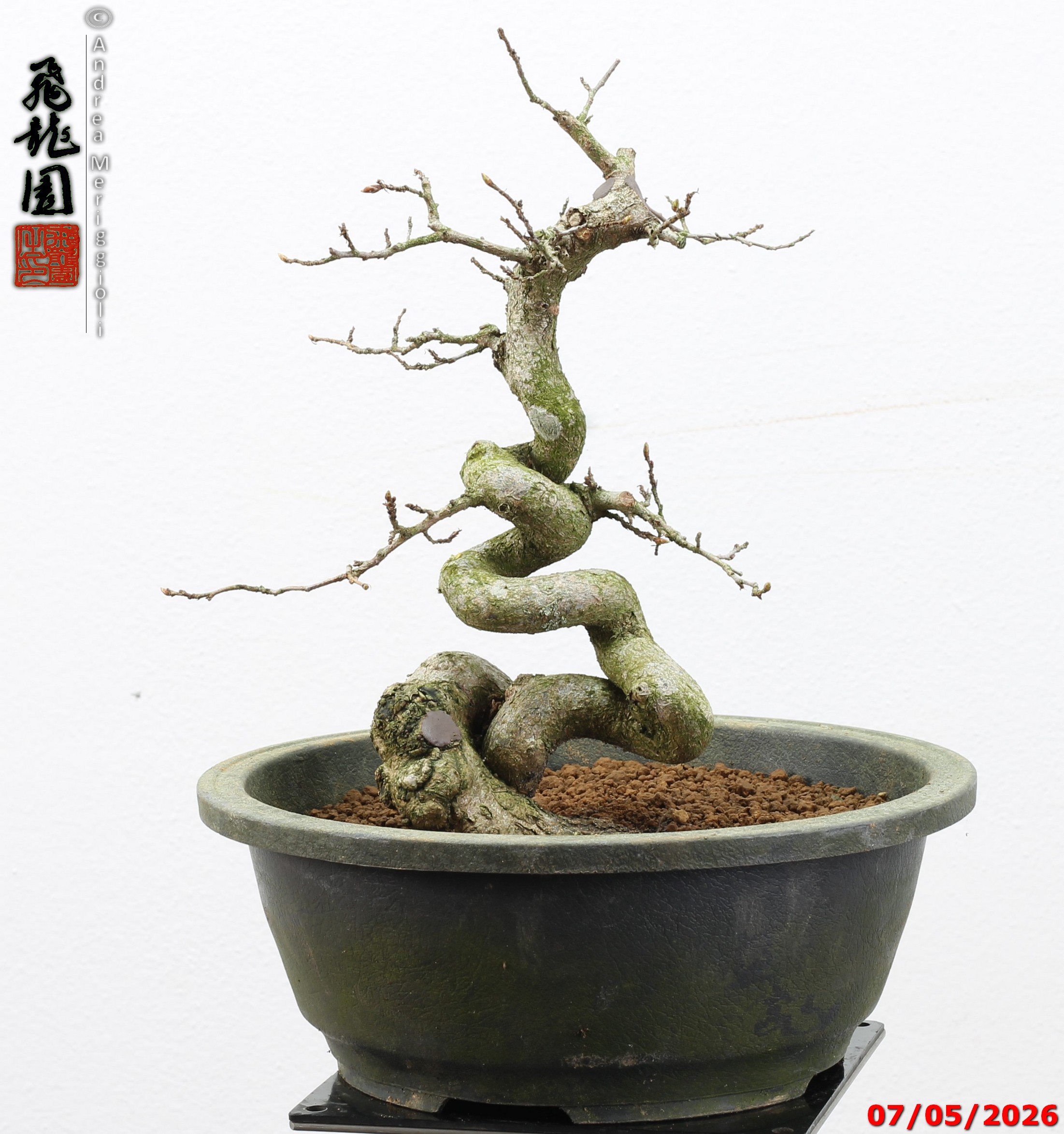 Carpinus turczaninowii