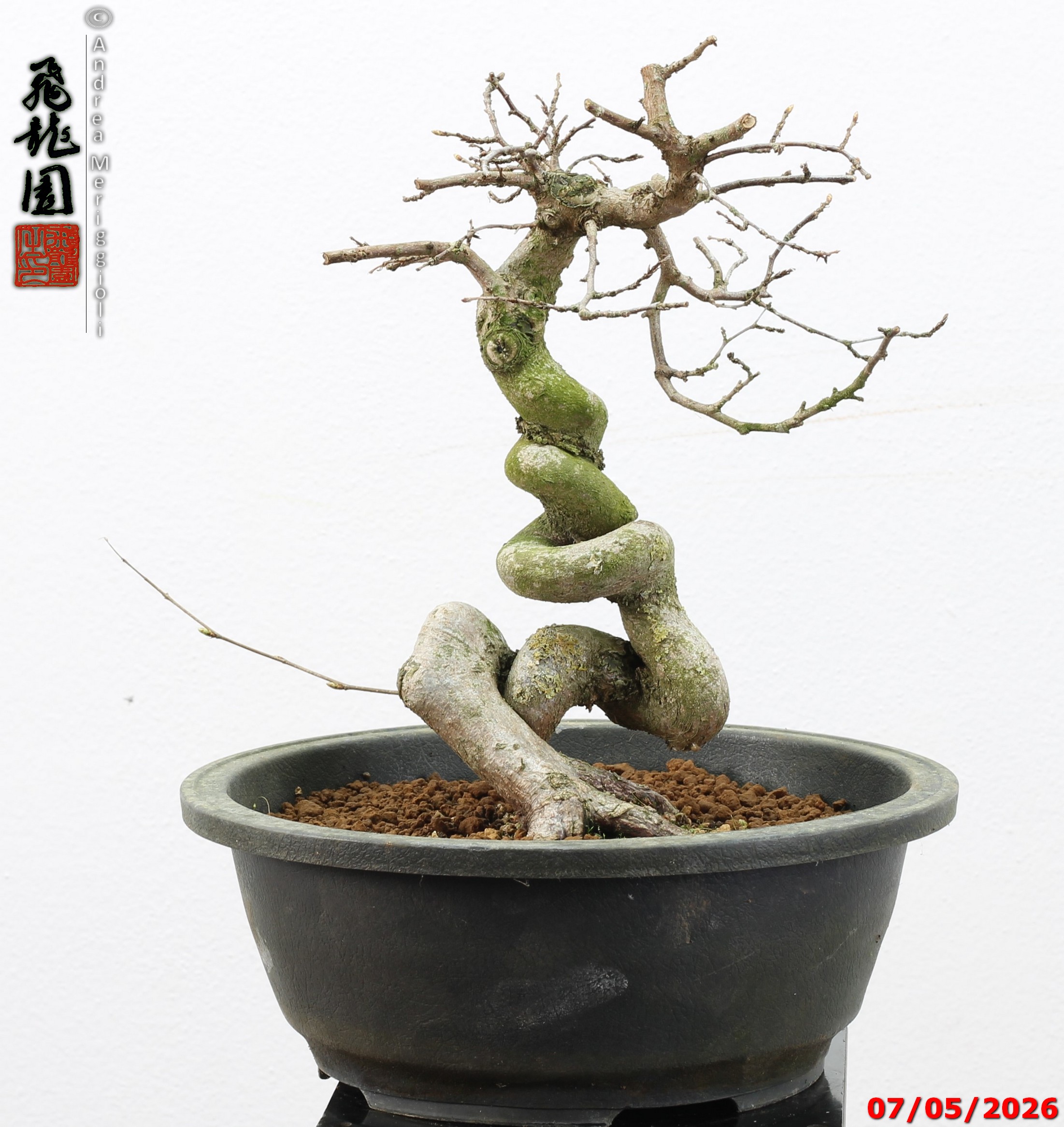Carpinus turczaninowii - Image 13