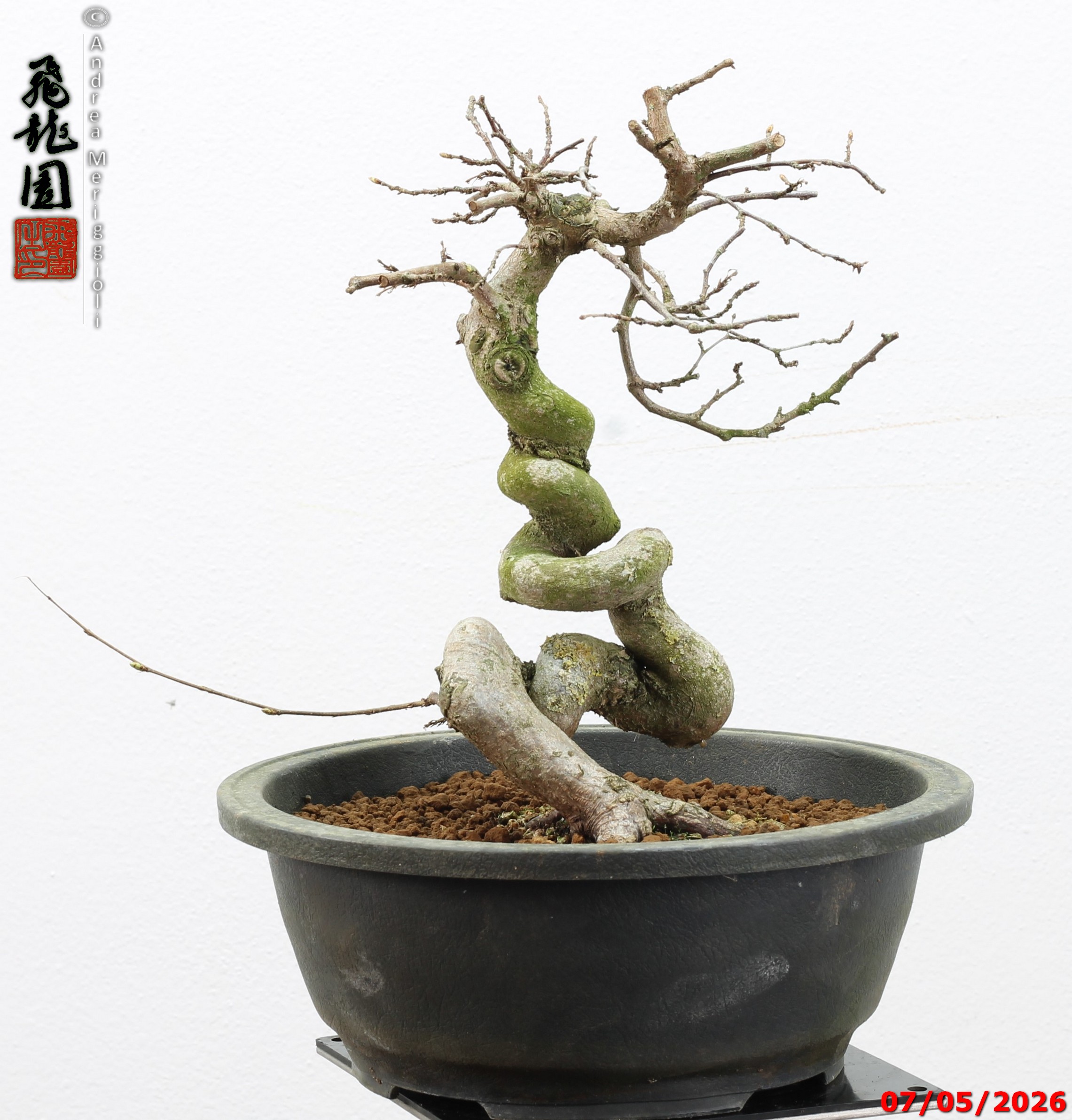 Carpinus turczaninowii - Image 12