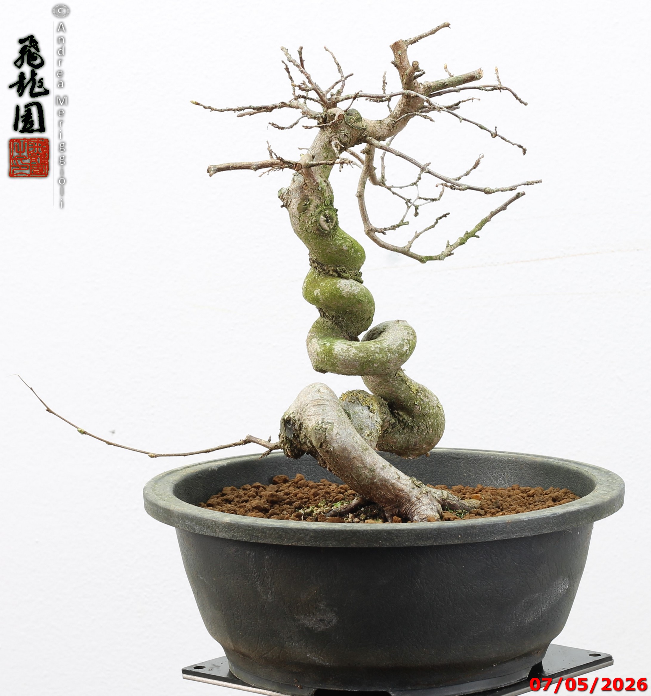 Carpinus turczaninowii - Image 11