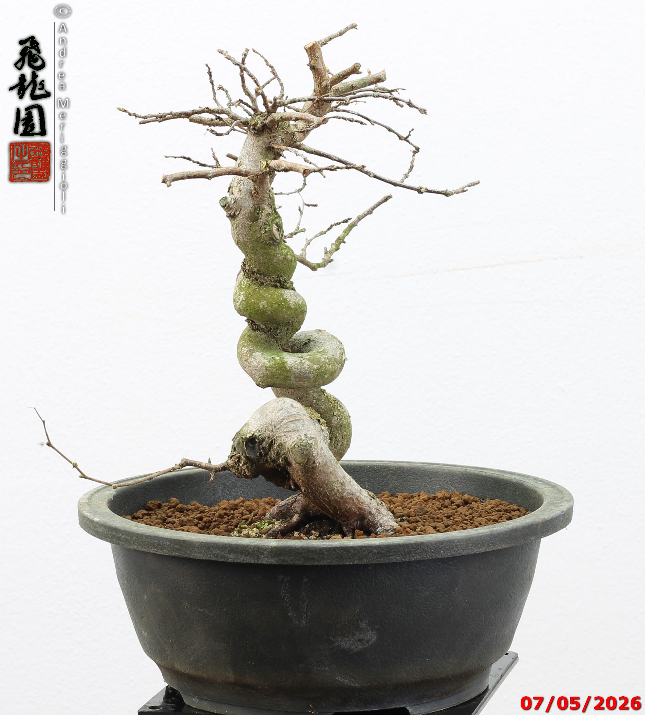 Carpinus turczaninowii - Image 10