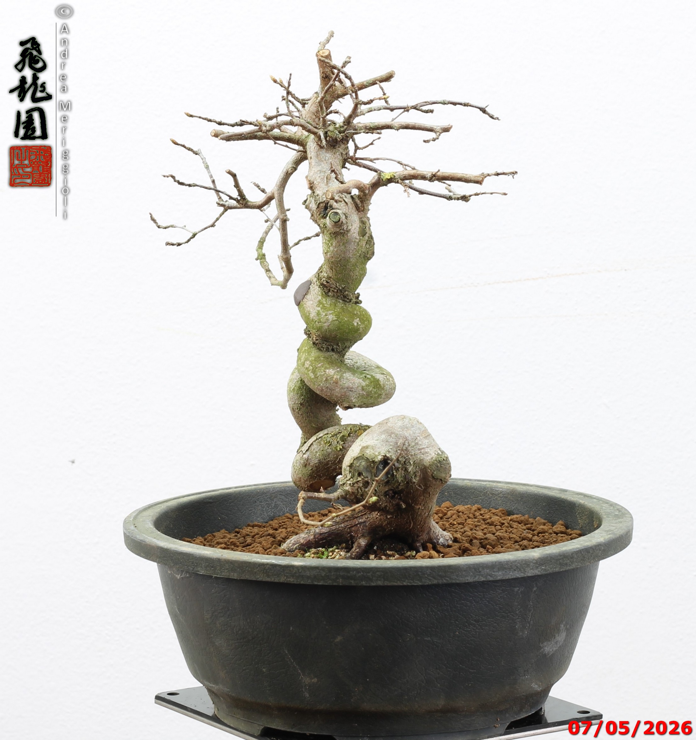 Carpinus turczaninowii - Image 9