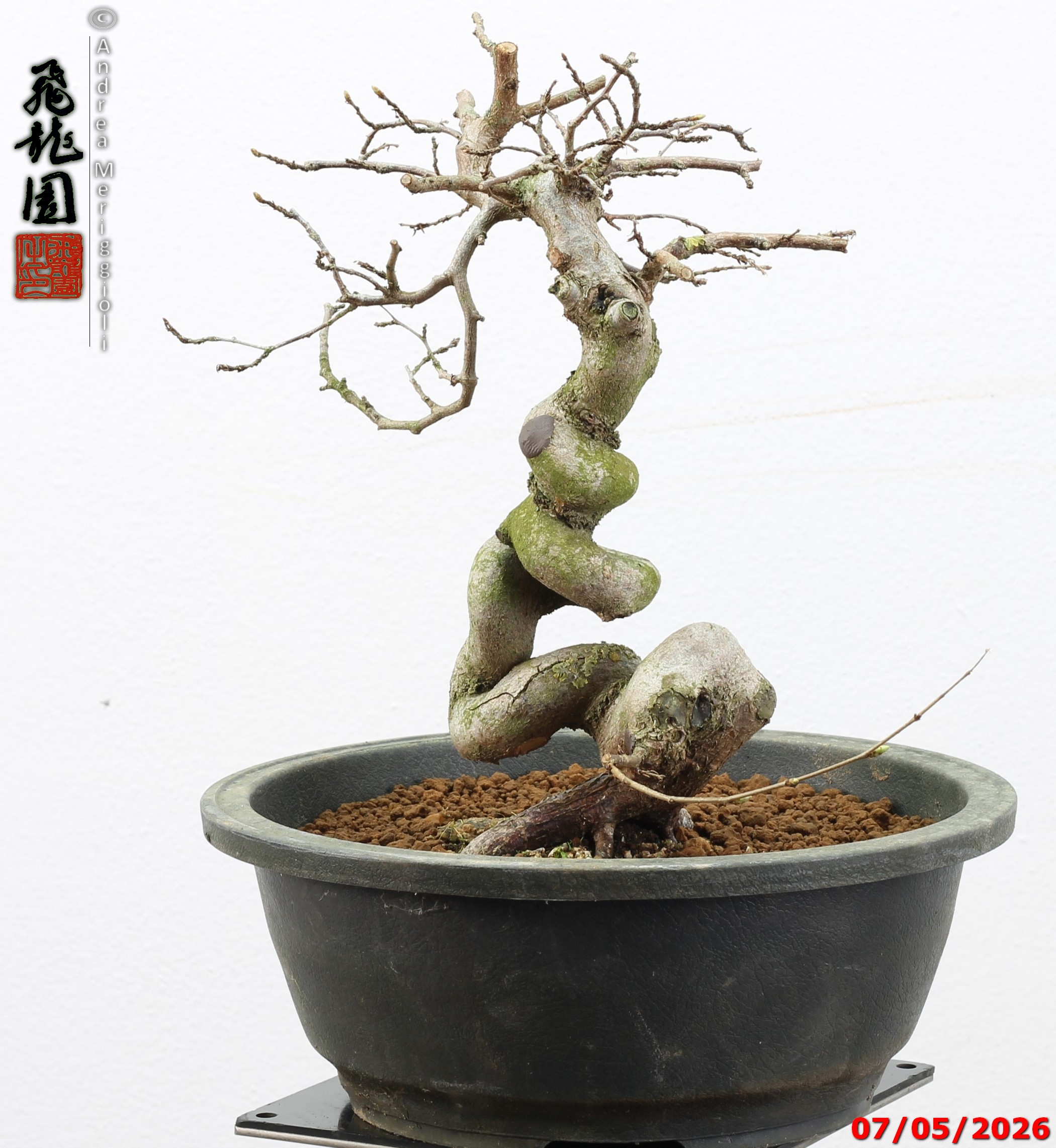 Carpinus turczaninowii - Image 8