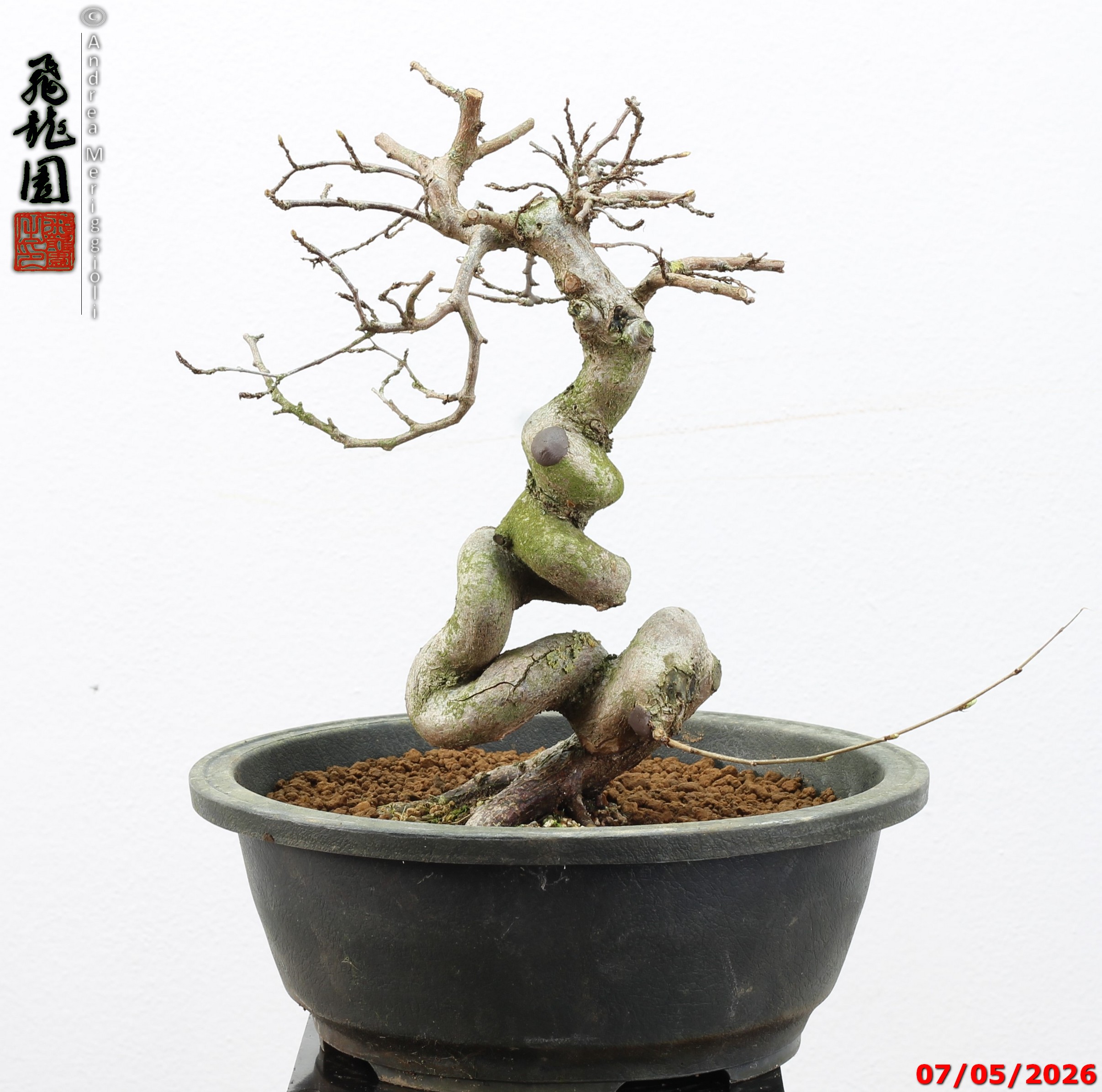 Carpinus turczaninowii - Image 7
