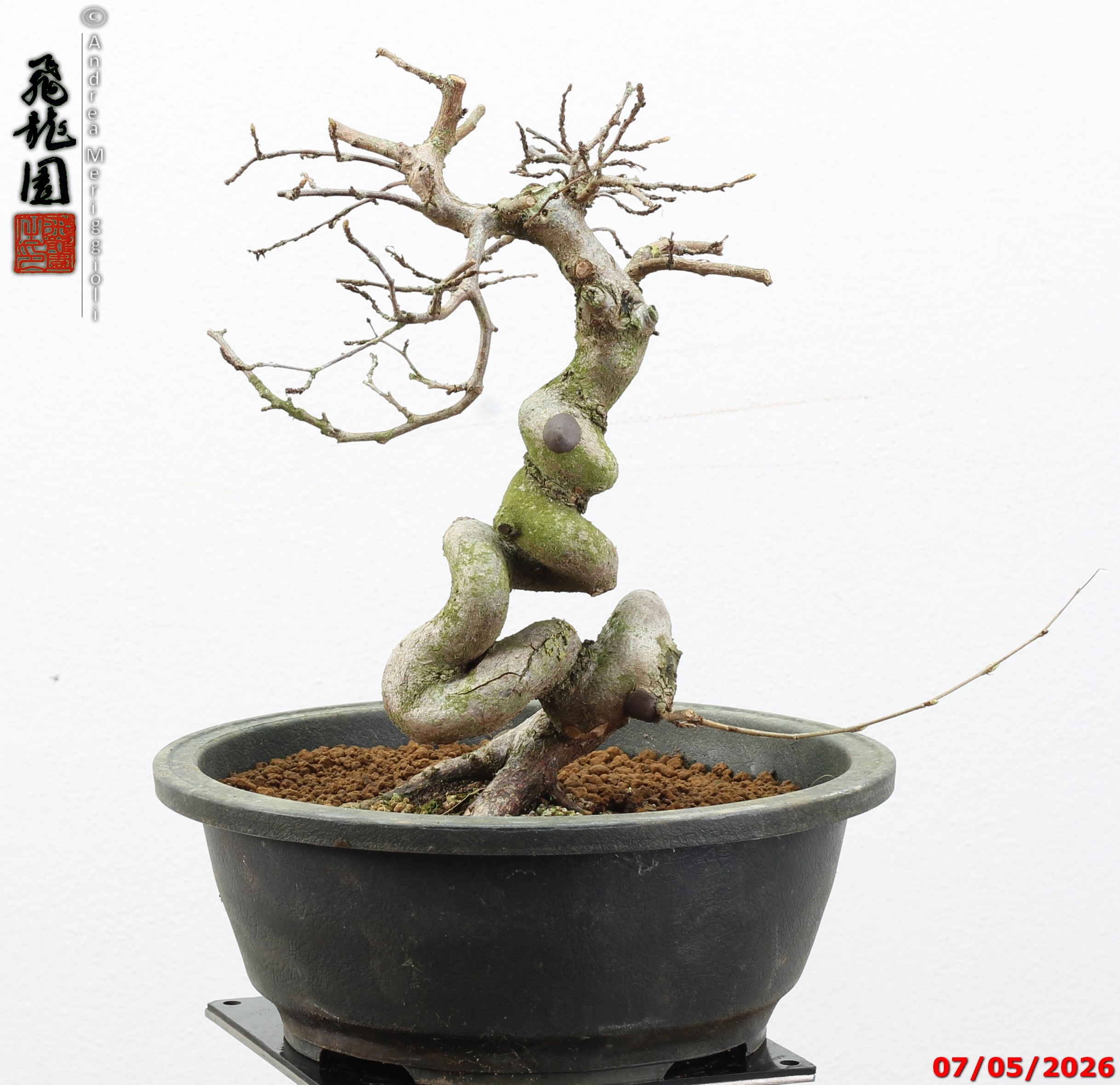 Carpinus turczaninowii - Image 6