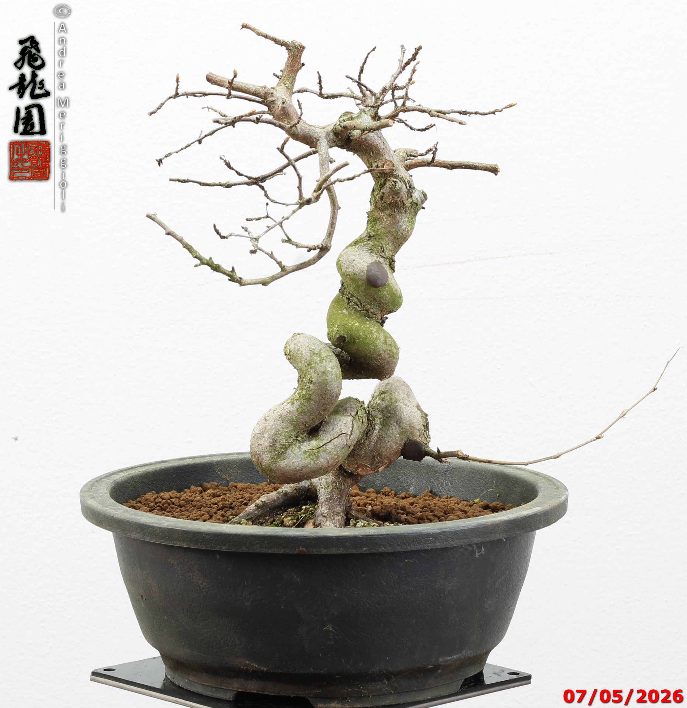 Carpinus turczaninowii - Image 5