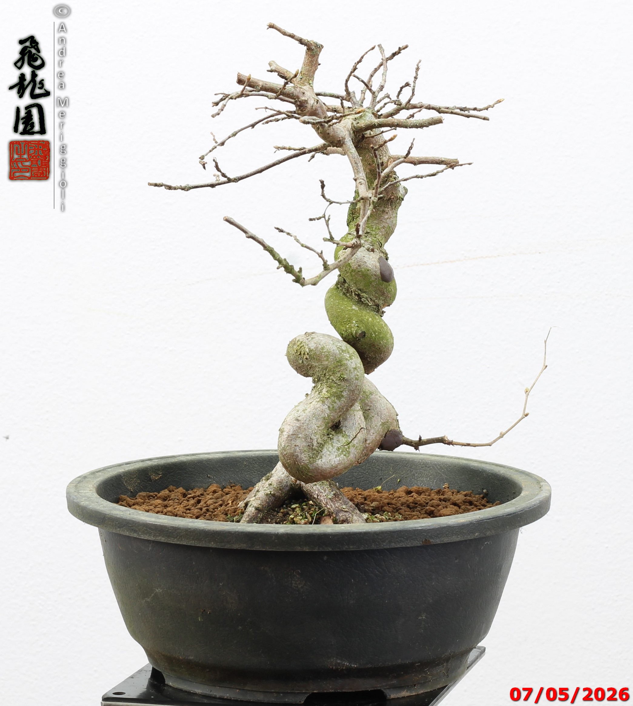 Carpinus turczaninowii - Image 4