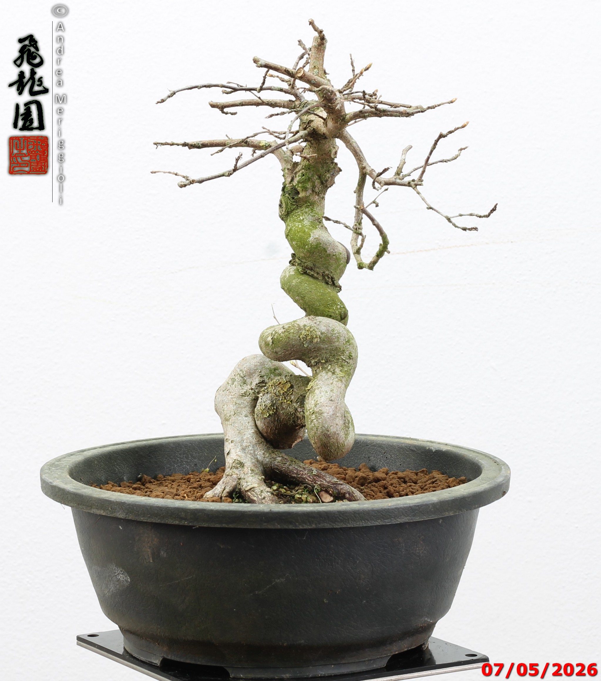 Carpinus turczaninowii - Image 3