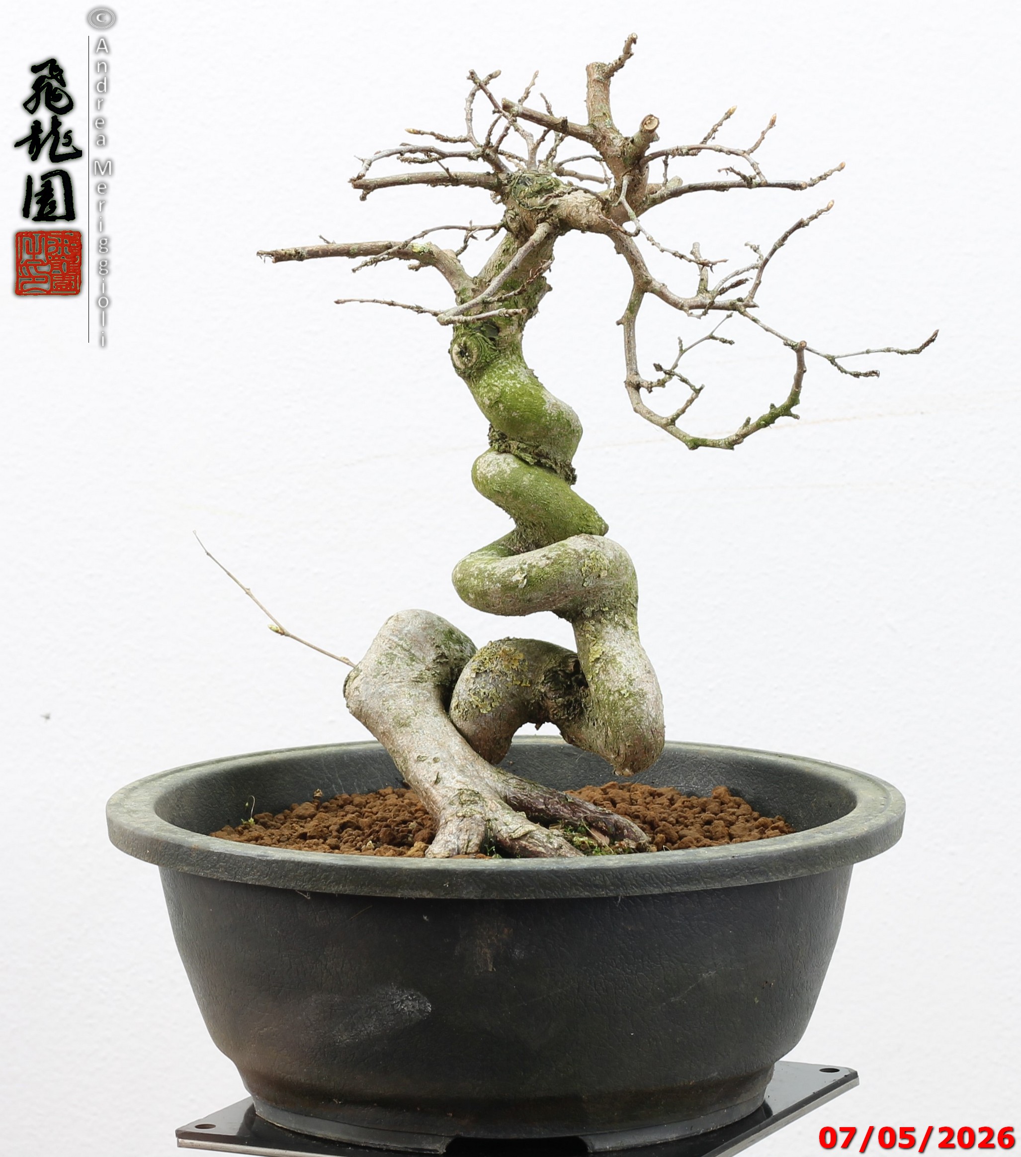Carpinus turczaninowii - Image 2