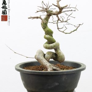 Carpinus turczaninowii