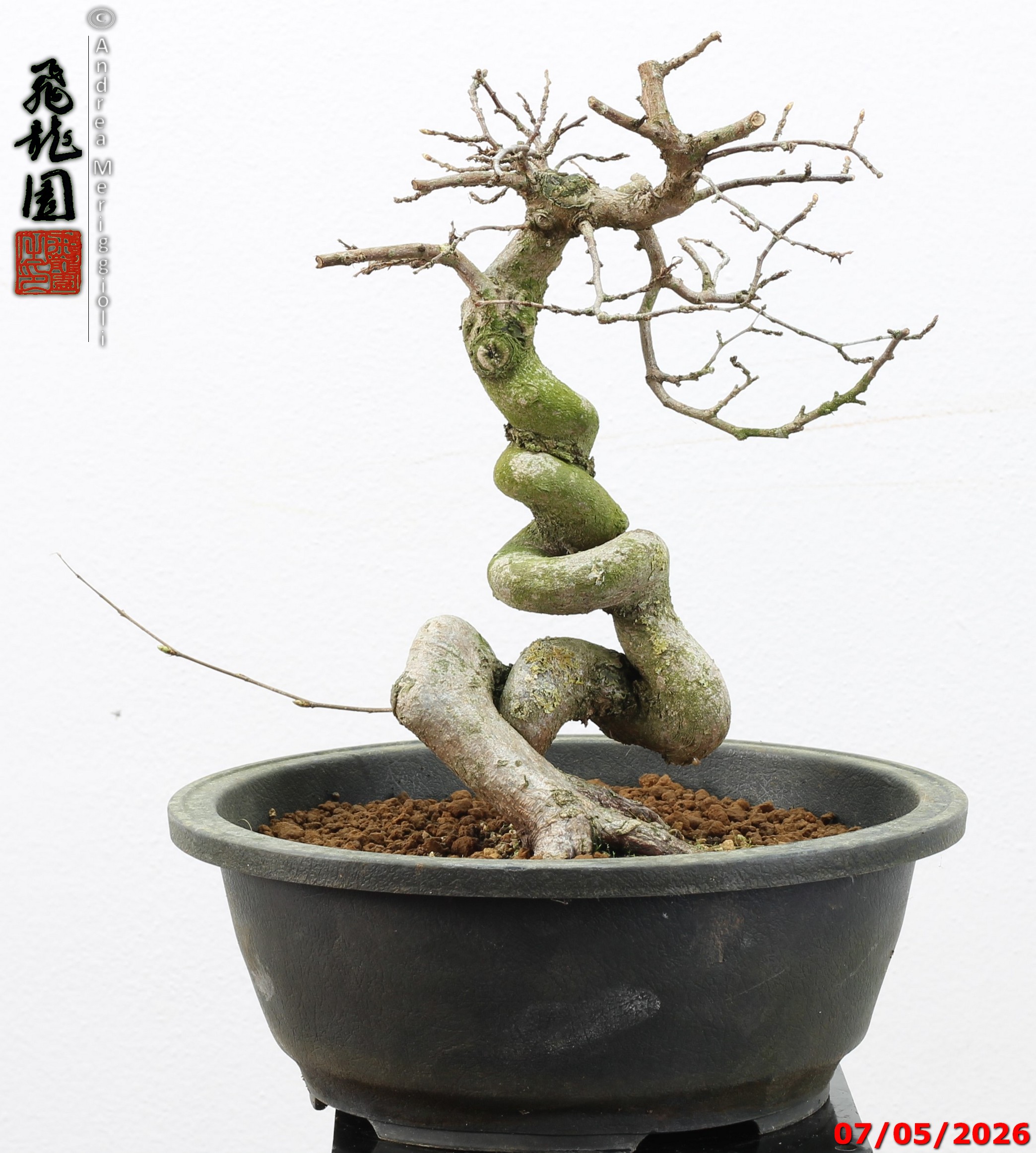Carpinus turczaninowii