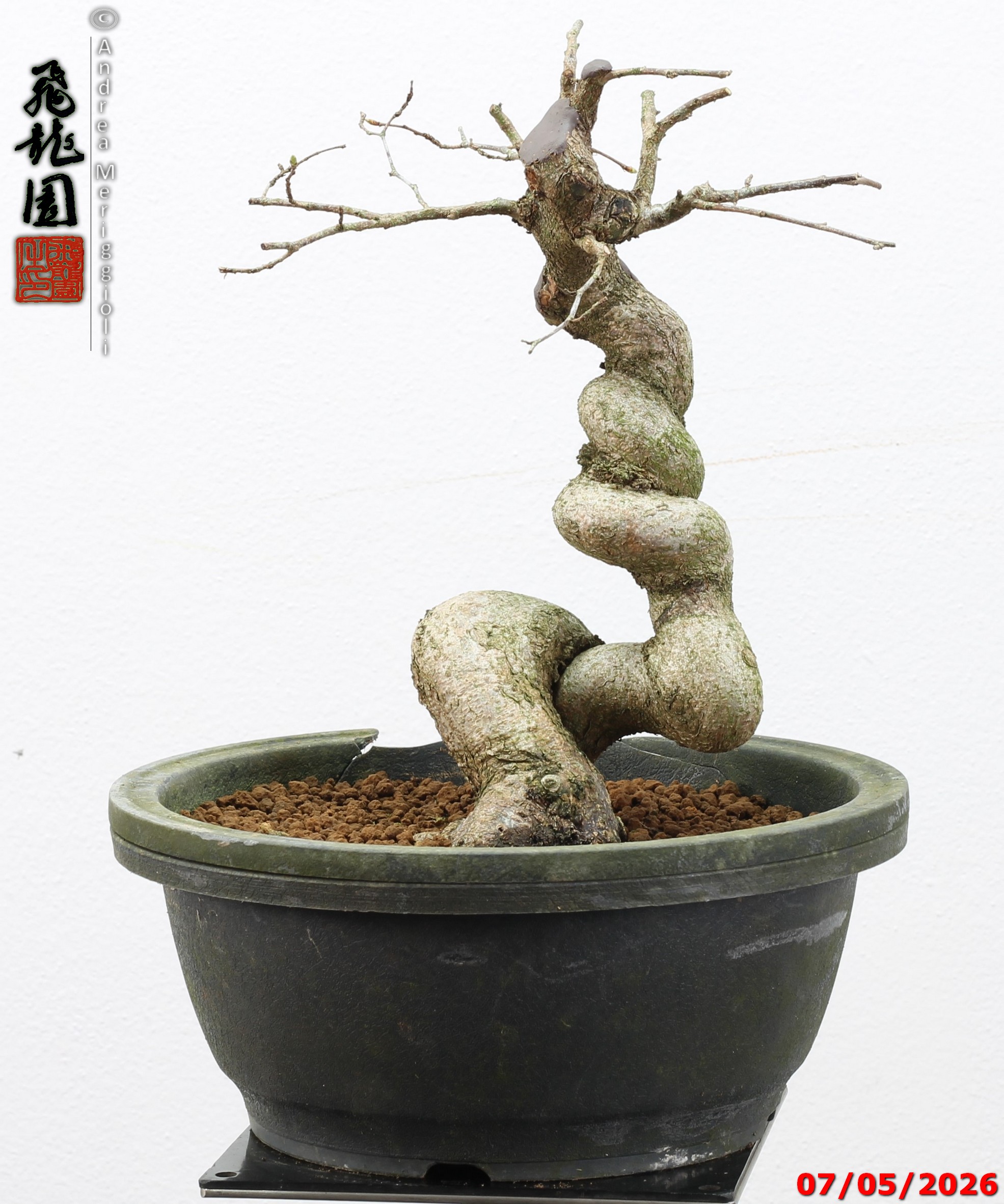Carpinus turczaninowii - Image 11