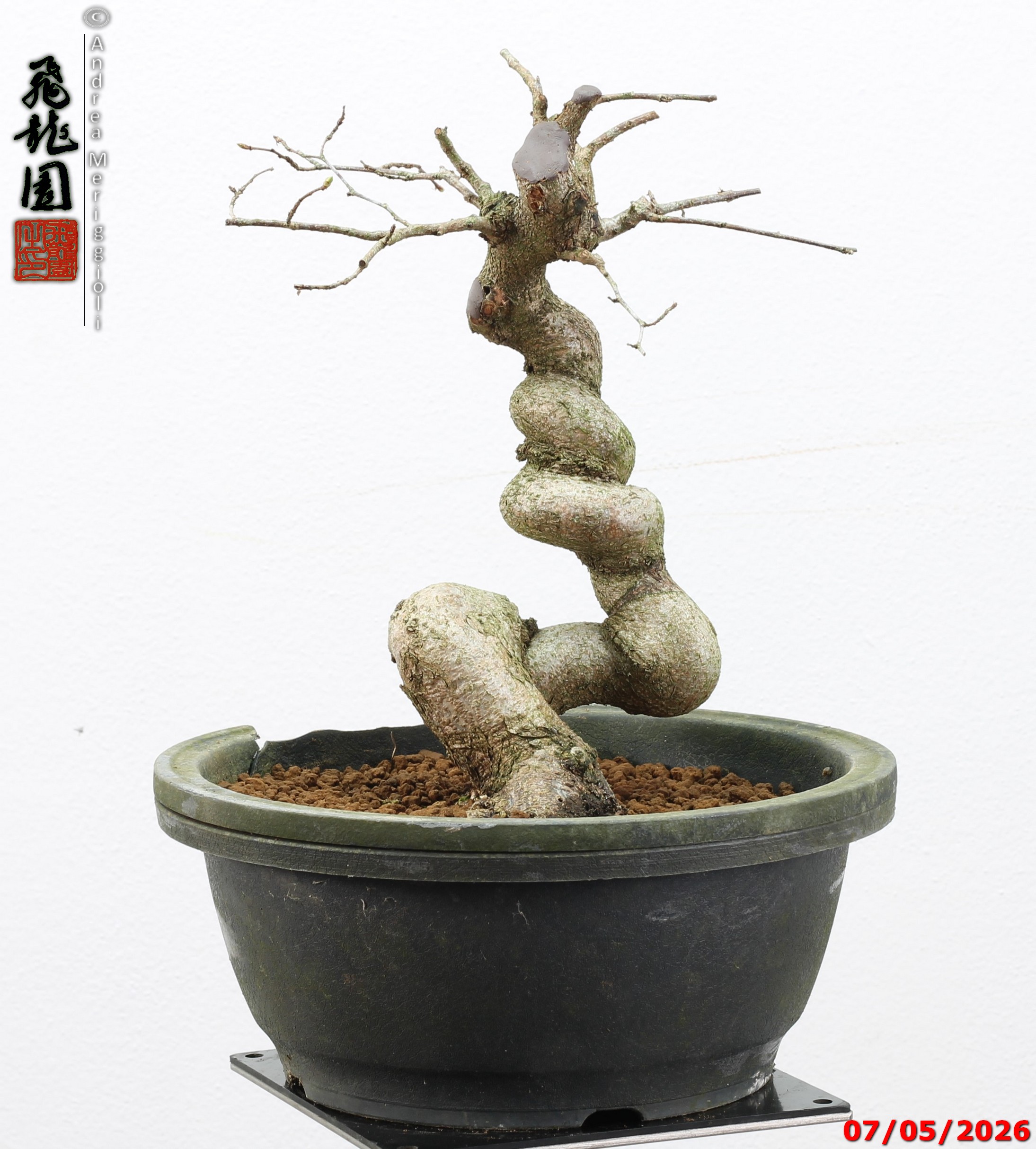 Carpinus turczaninowii - Image 10