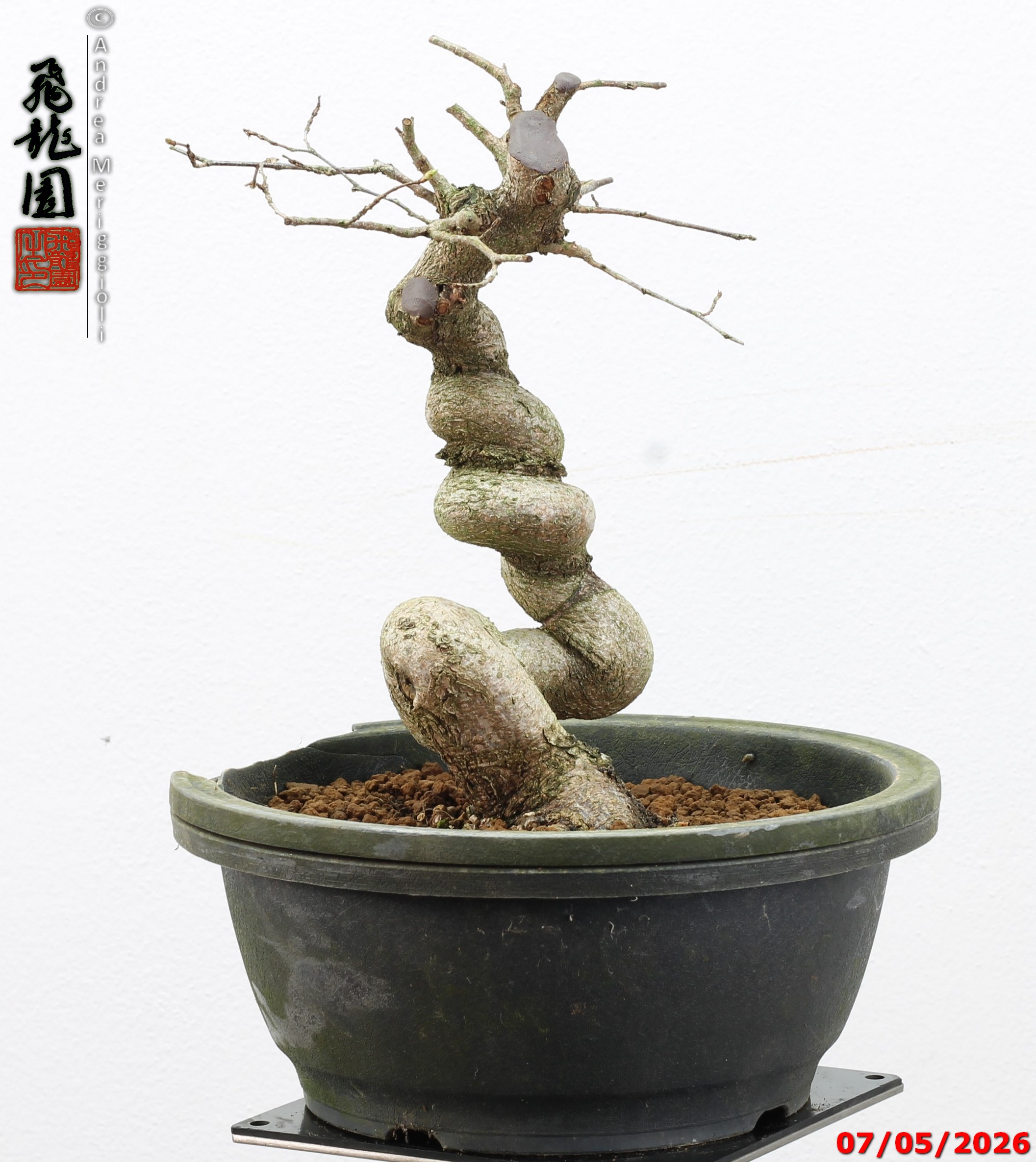 Carpinus turczaninowii - Image 9