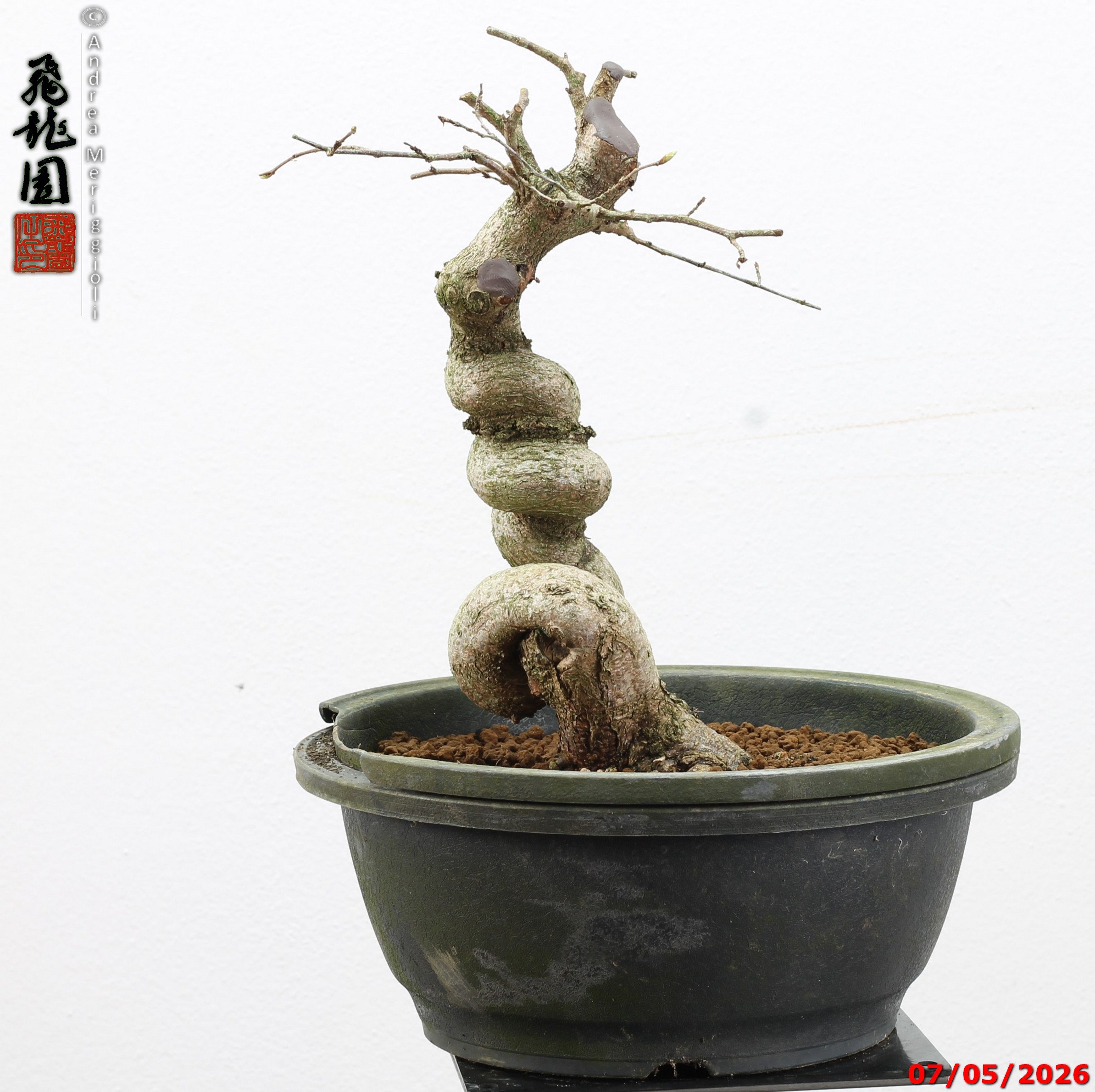 Carpinus turczaninowii - Image 8