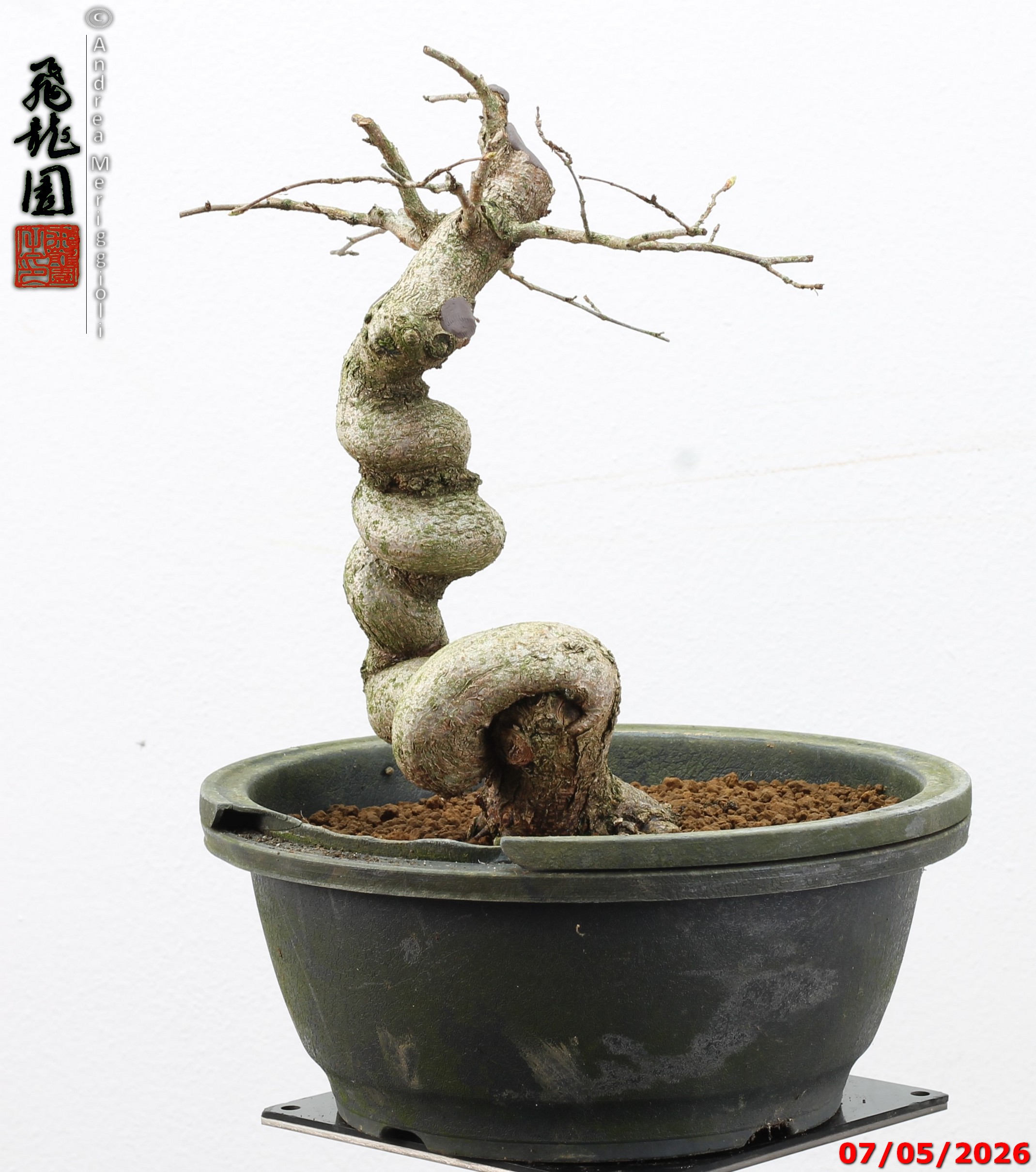 Carpinus turczaninowii - Image 7