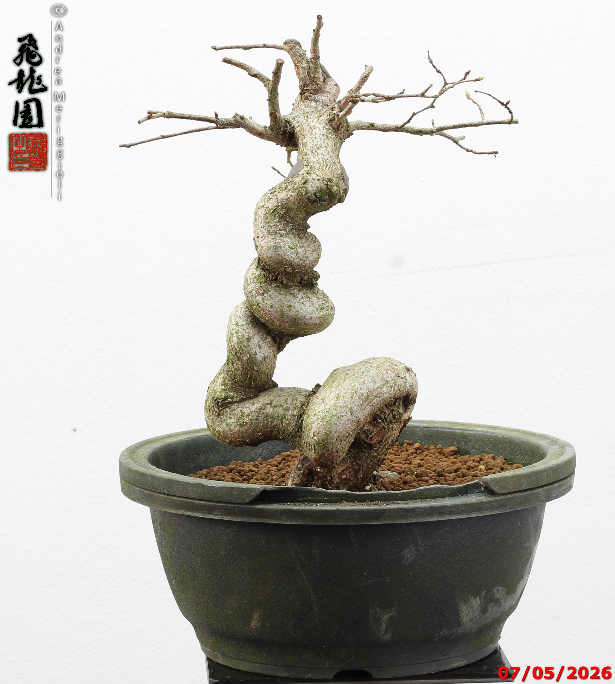 Carpinus turczaninowii - Image 6