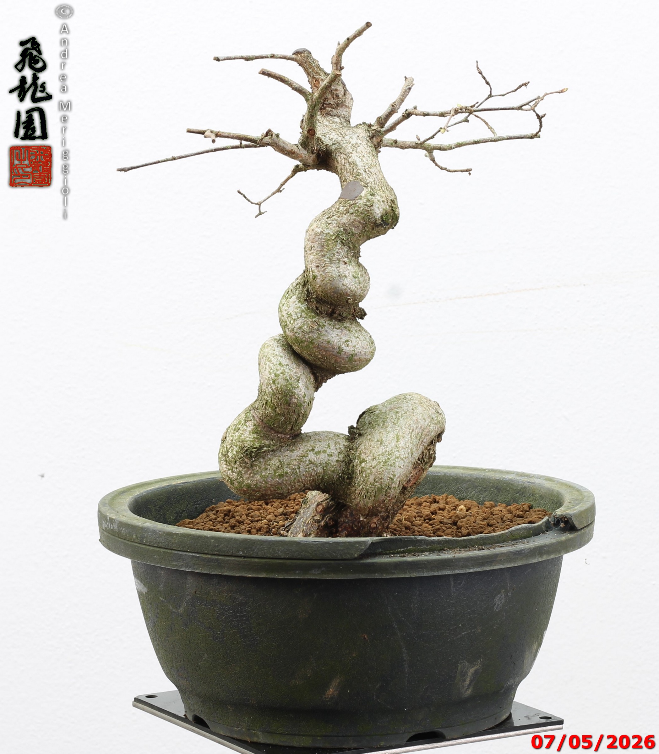 Carpinus turczaninowii - Image 5