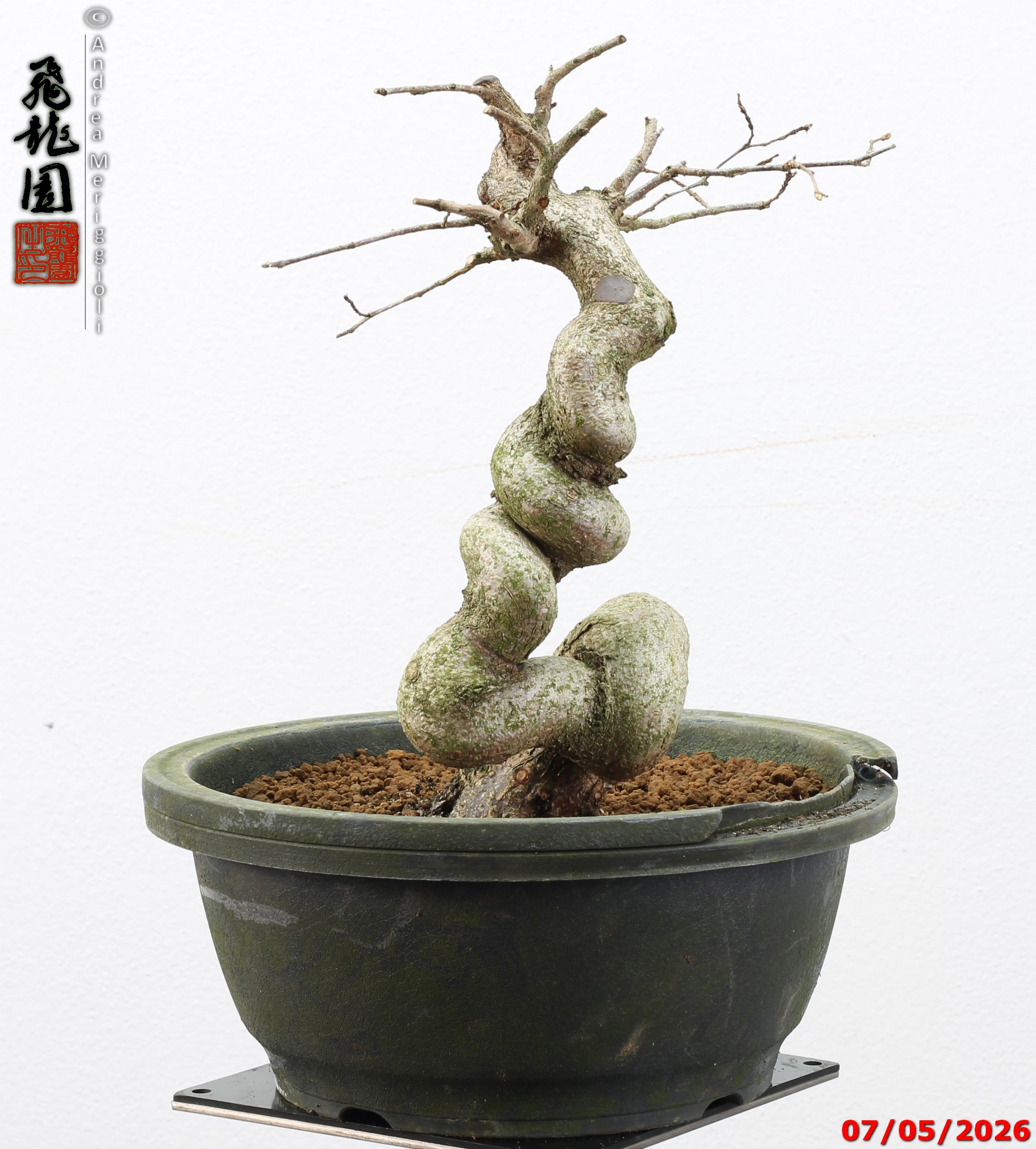 Carpinus turczaninowii - Image 4