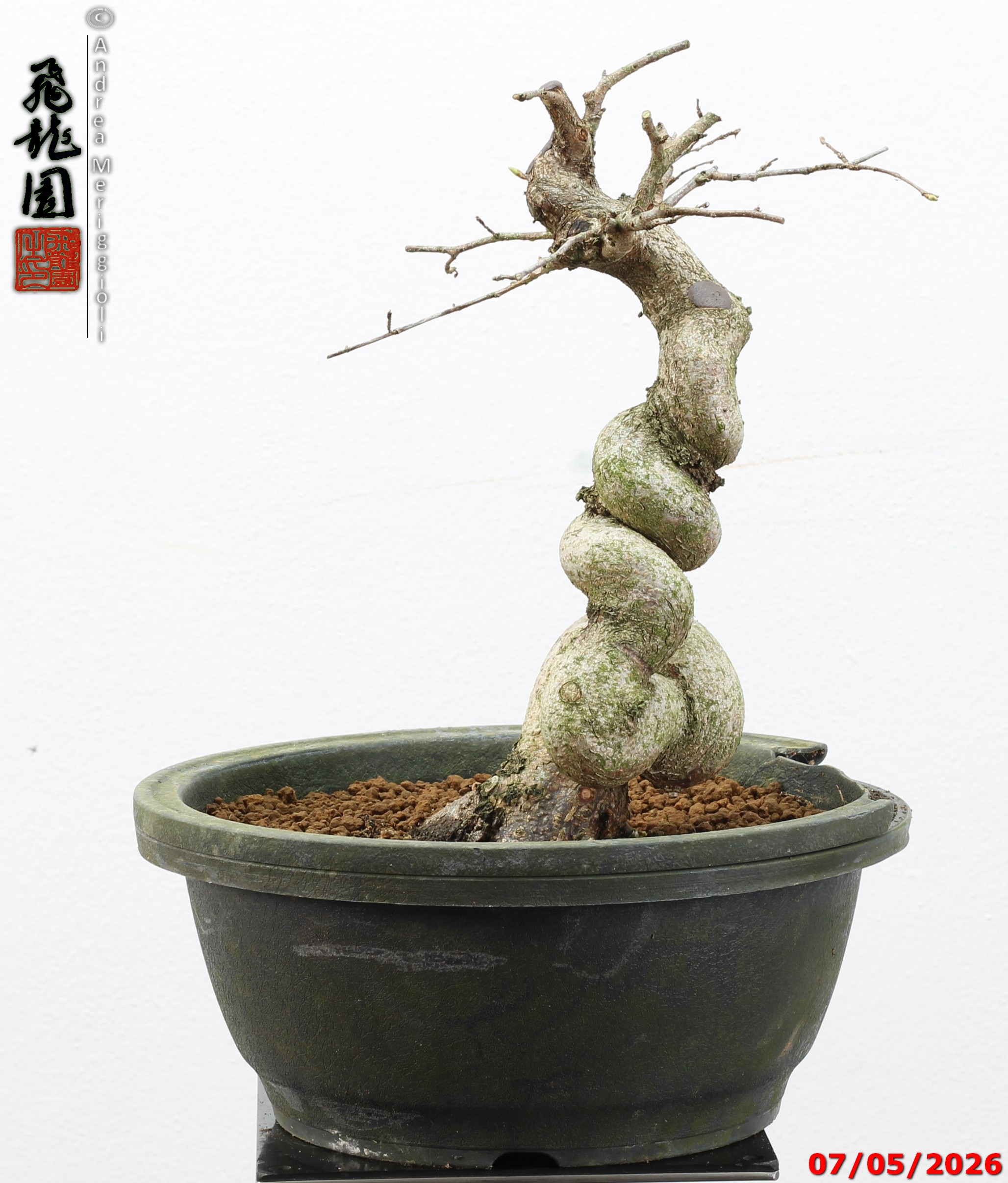 Carpinus turczaninowii - Image 3
