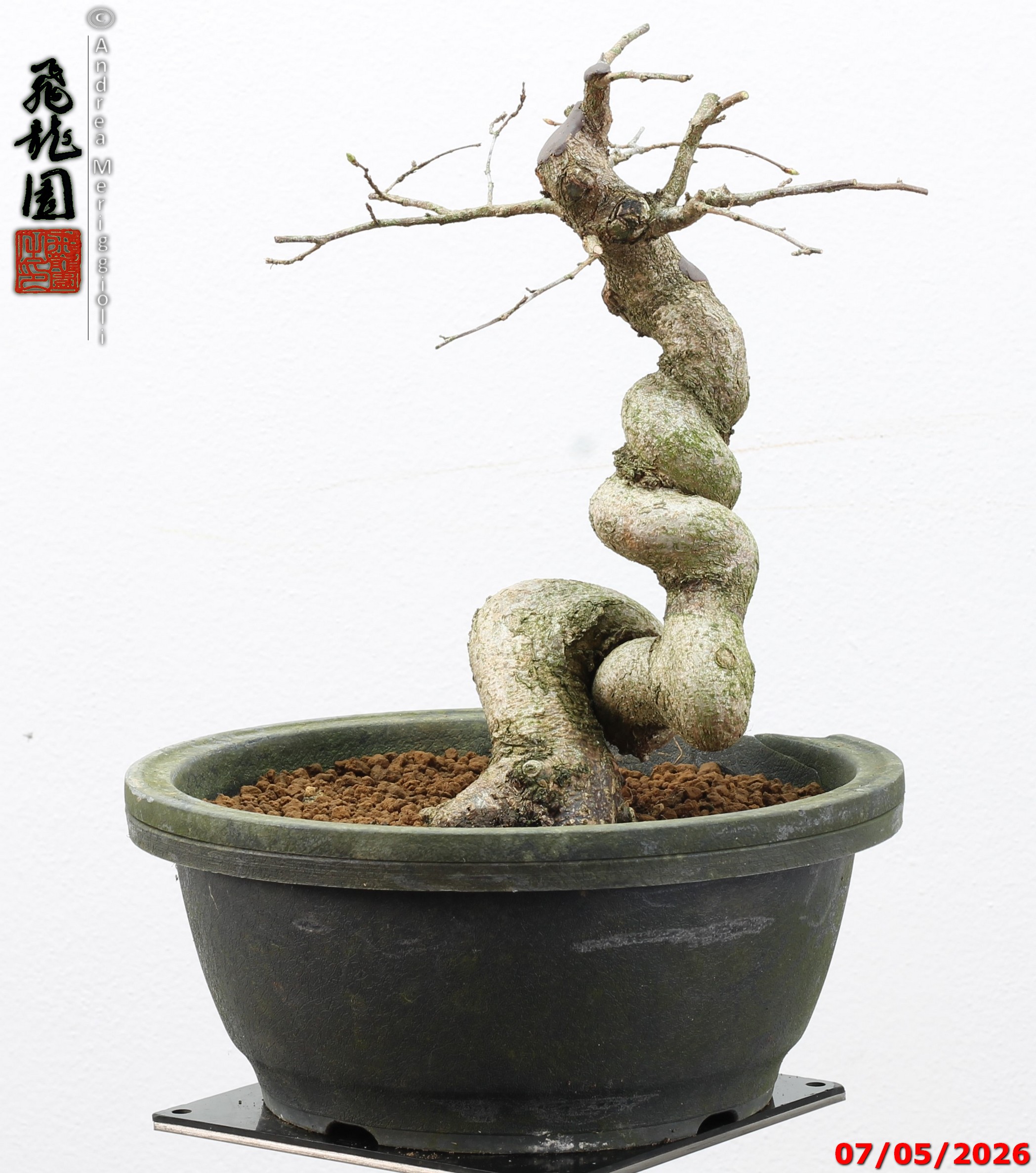 Carpinus turczaninowii - Image 2