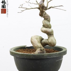 Carpinus turczaninowii
