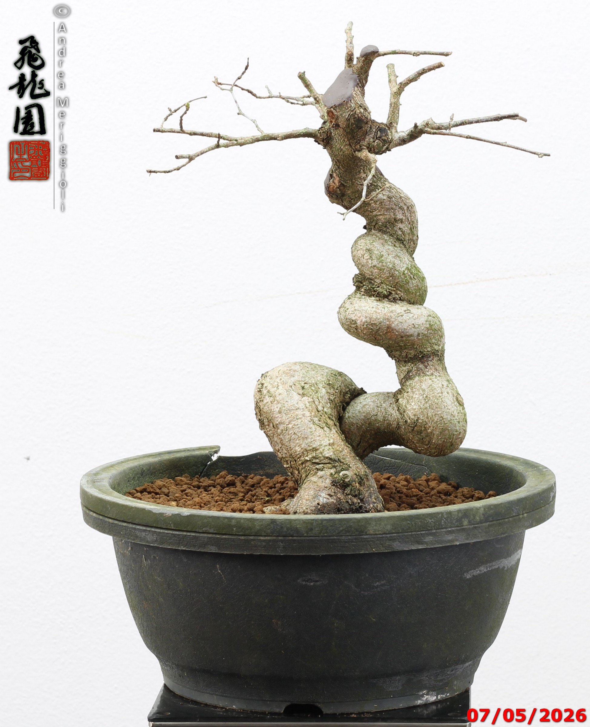 Carpinus turczaninowii