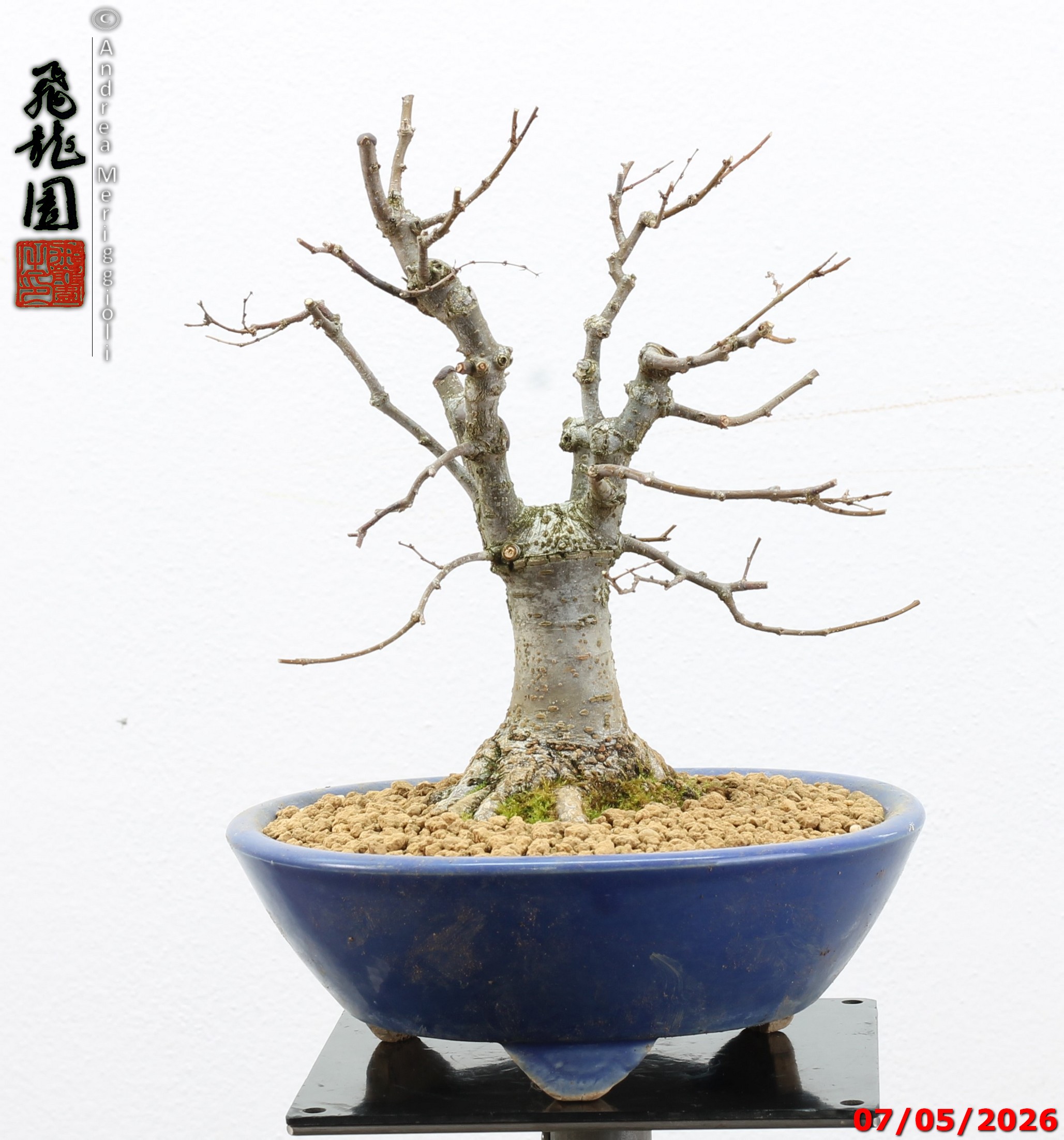 Zelkova parvifolia shohin - immagine 10
