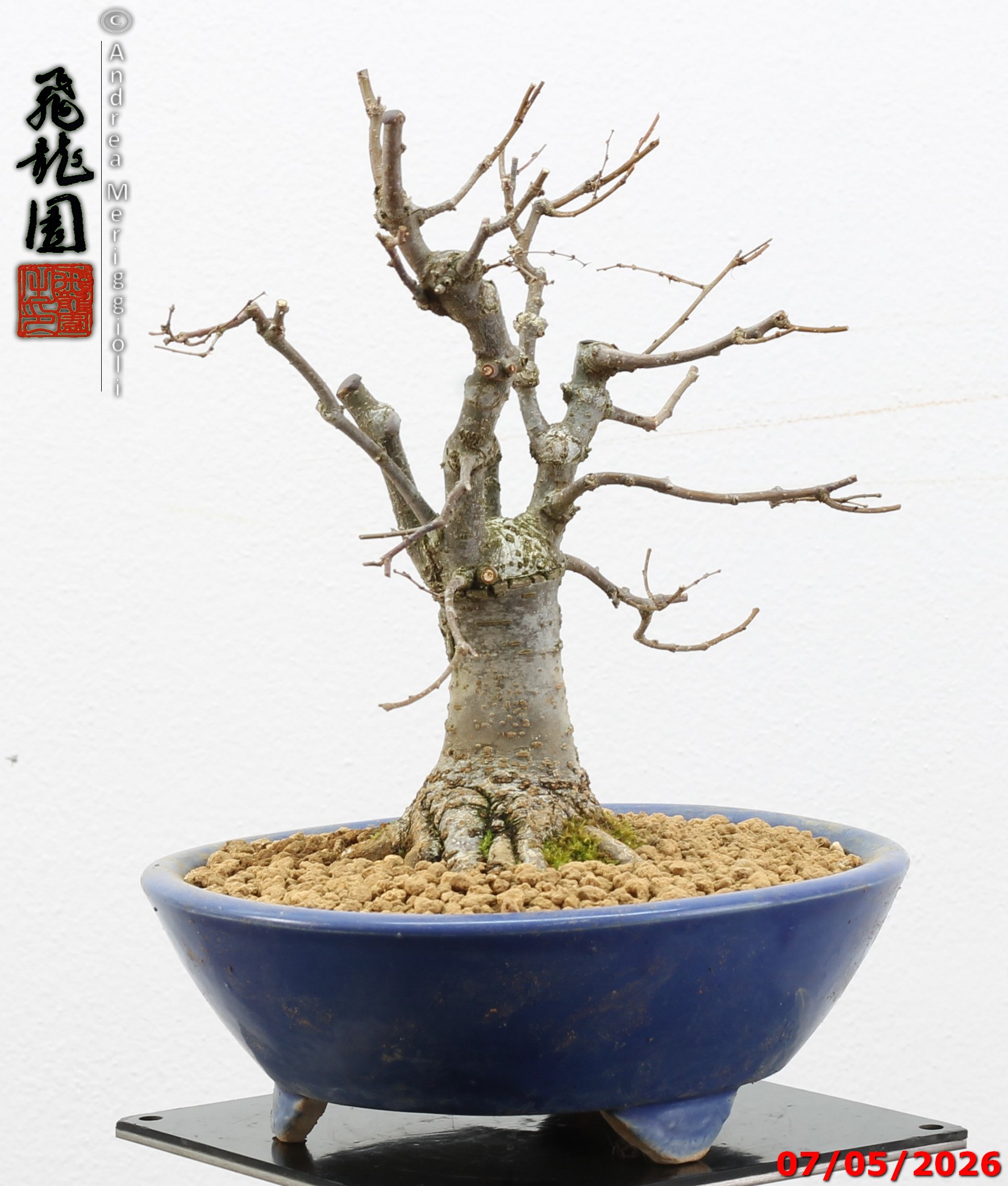 Zelkova parvifolia shohin - immagine 9