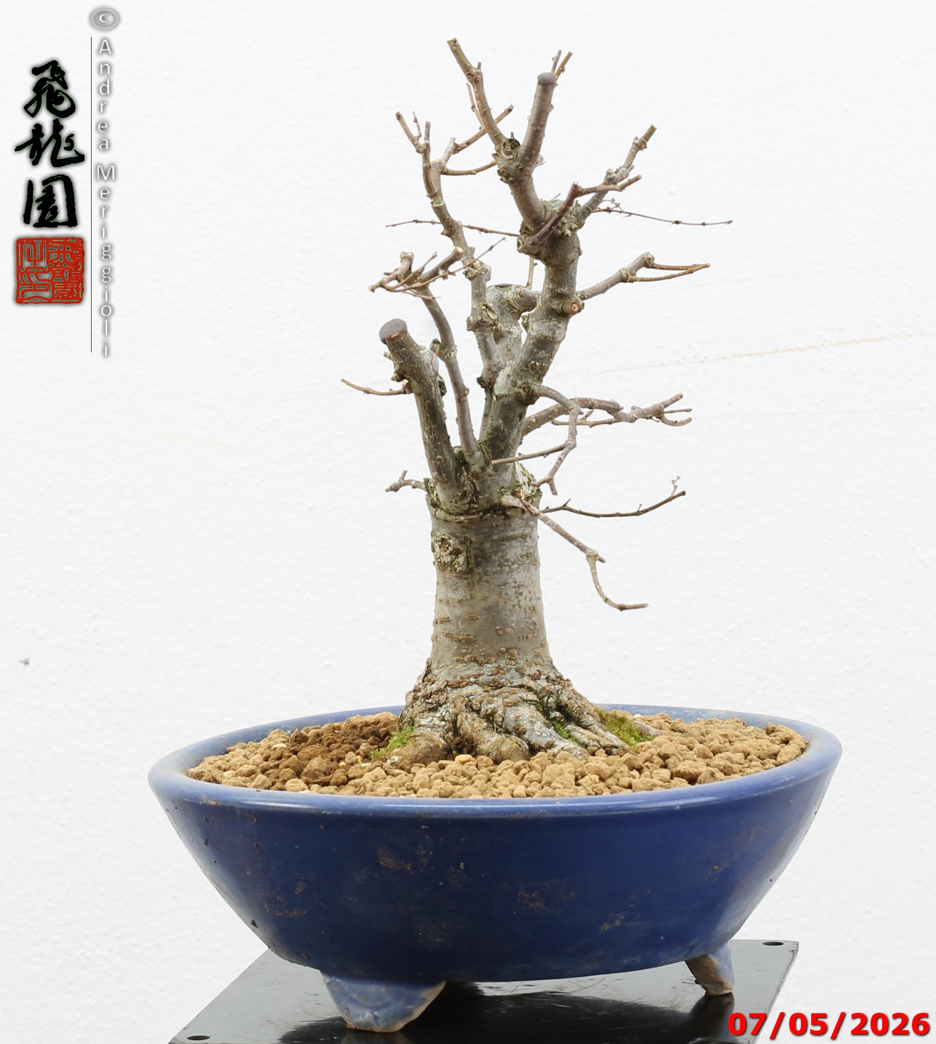 Zelkova parvifolia shohin - immagine 8