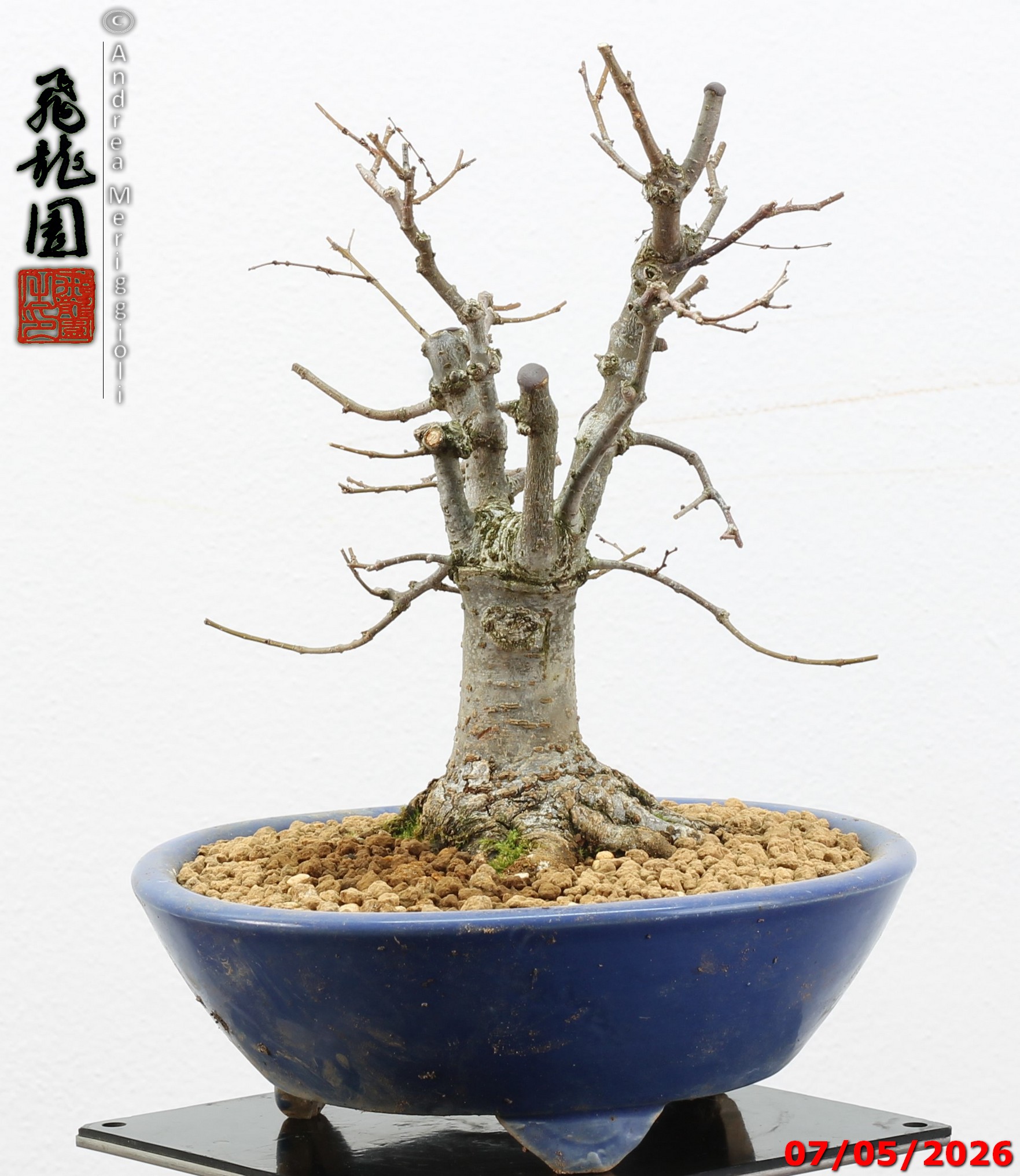 Zelkova parvifolia shohin - immagine 7