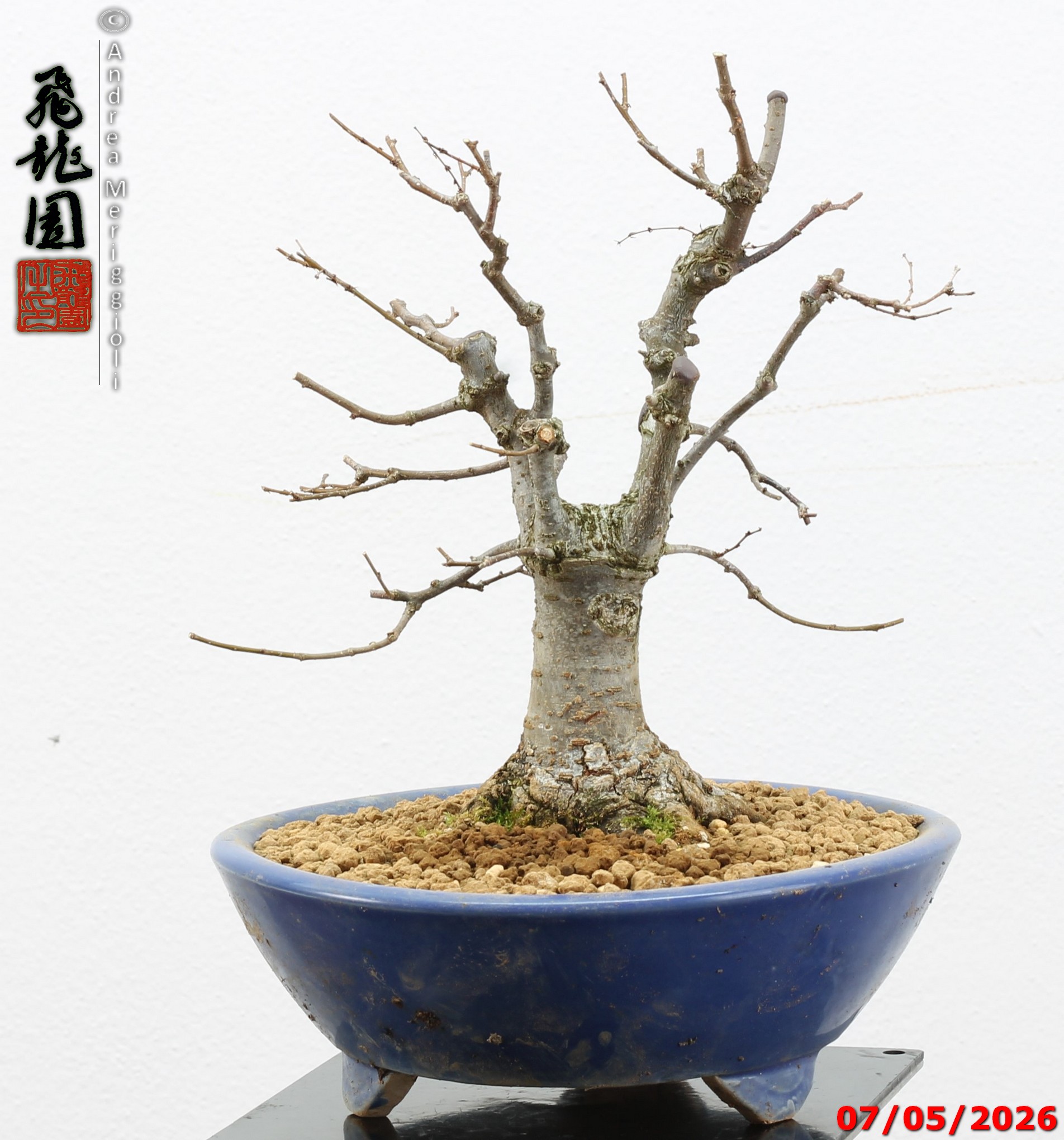 Zelkova parvifolia shohin - immagine 6