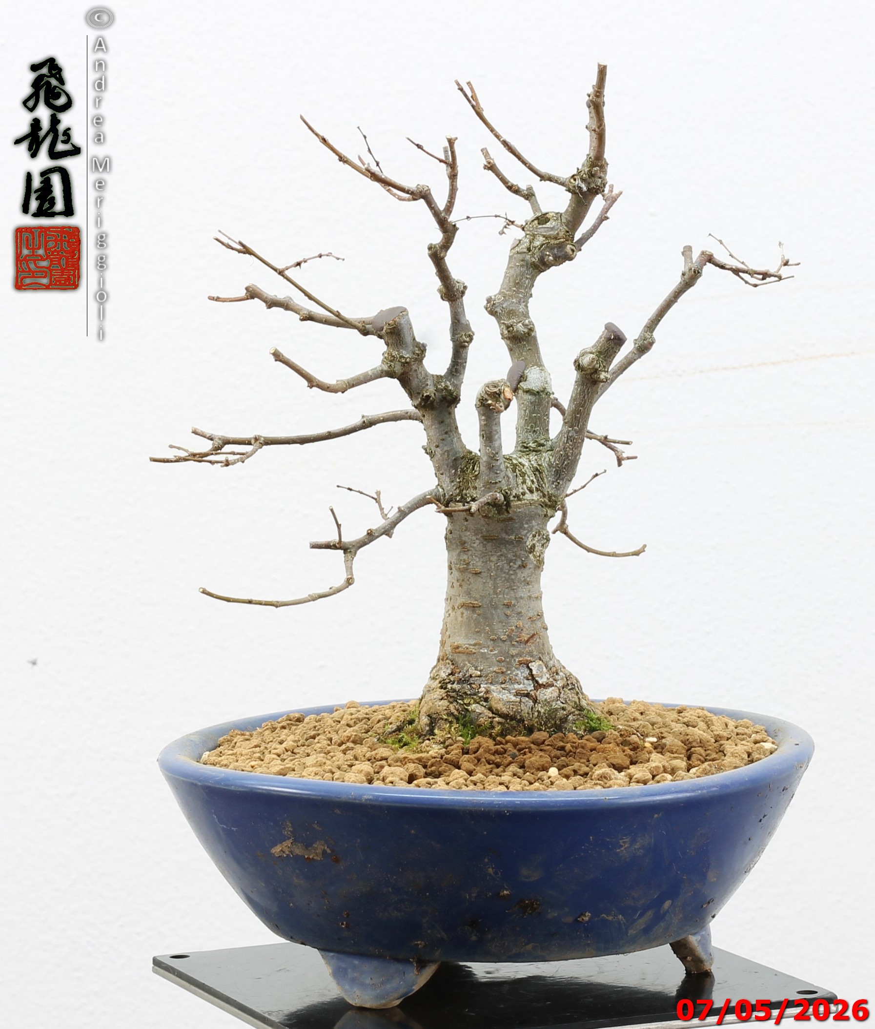 Zelkova parvifolia shohin - immagine 5