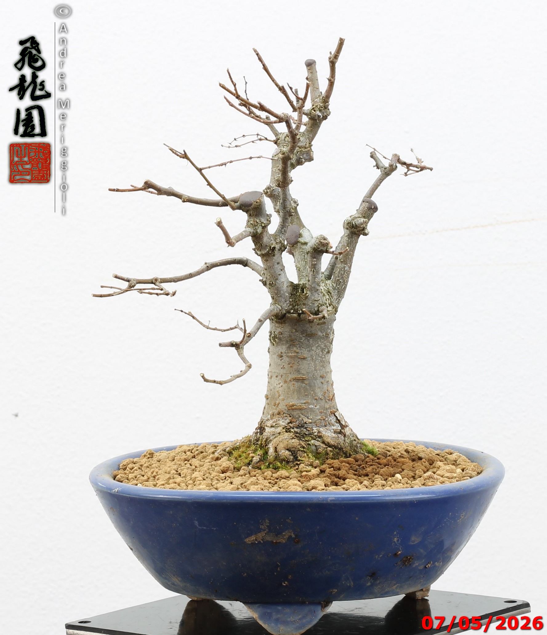 Zelkova parvifolia shohin - immagine 4